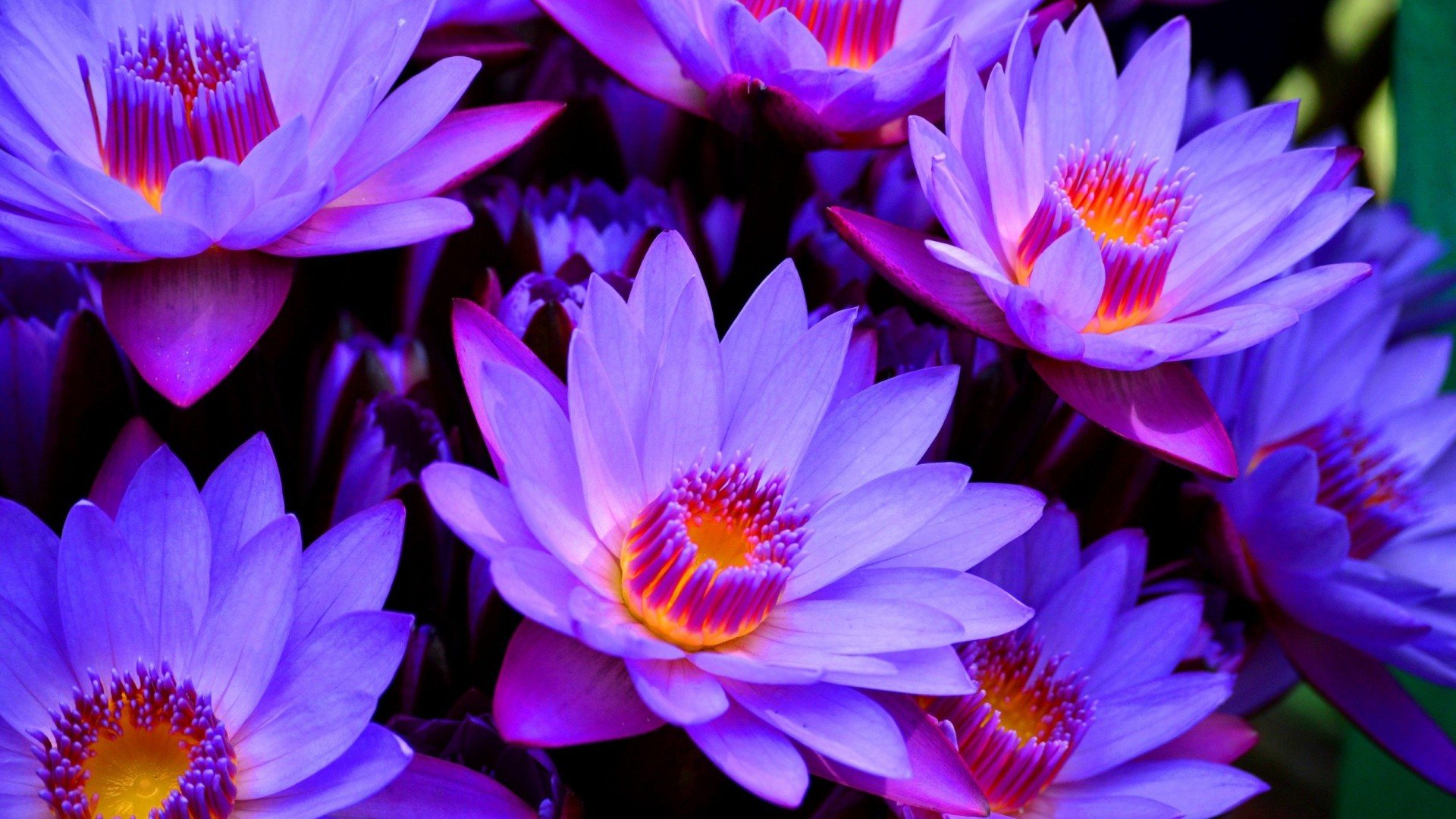 Lotus flower wallpapers 1920x1080 Full HD (1080p) desktop