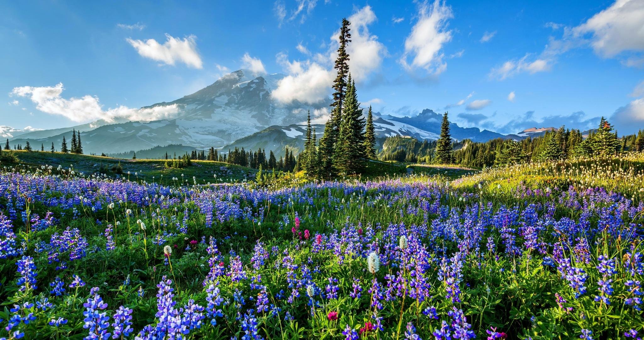 Awesome Mount Rainier free wallpaper ID:340507 for hd 2048x1080 computer