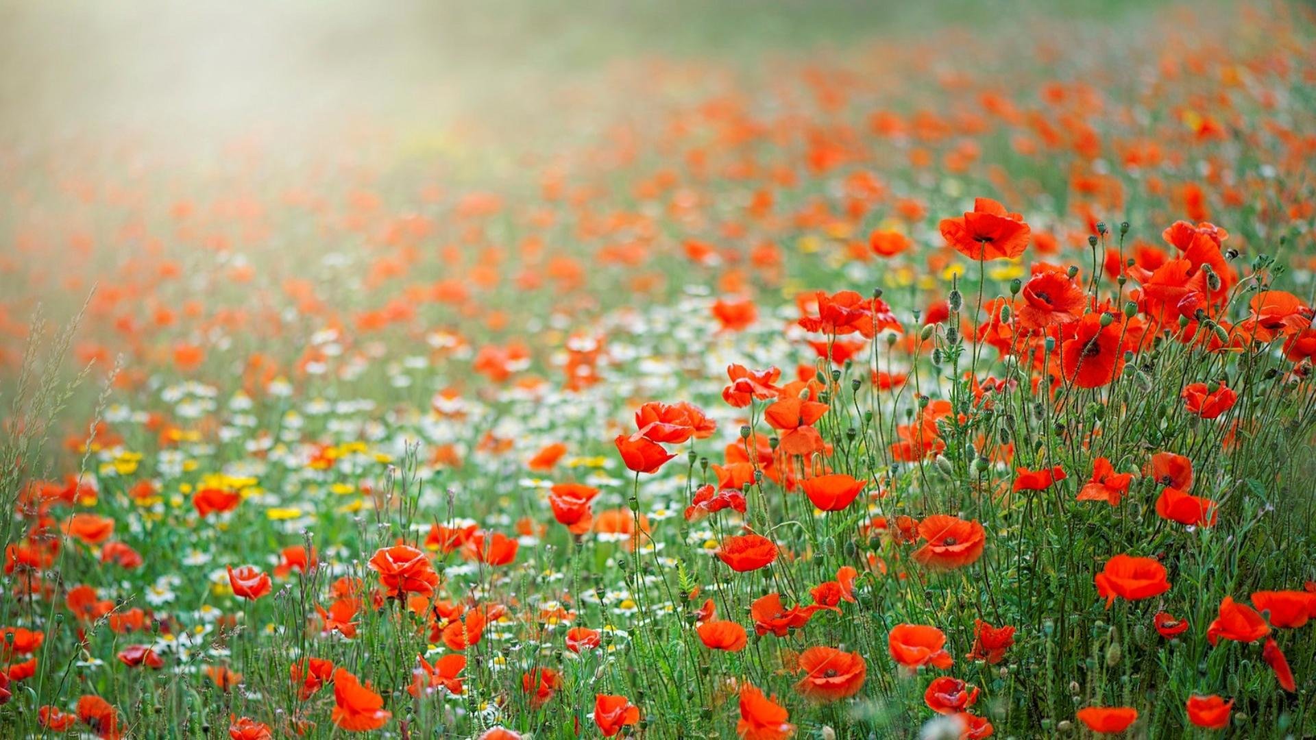 Free download Poppy wallpaper ID:100025 hd 1080p for PC