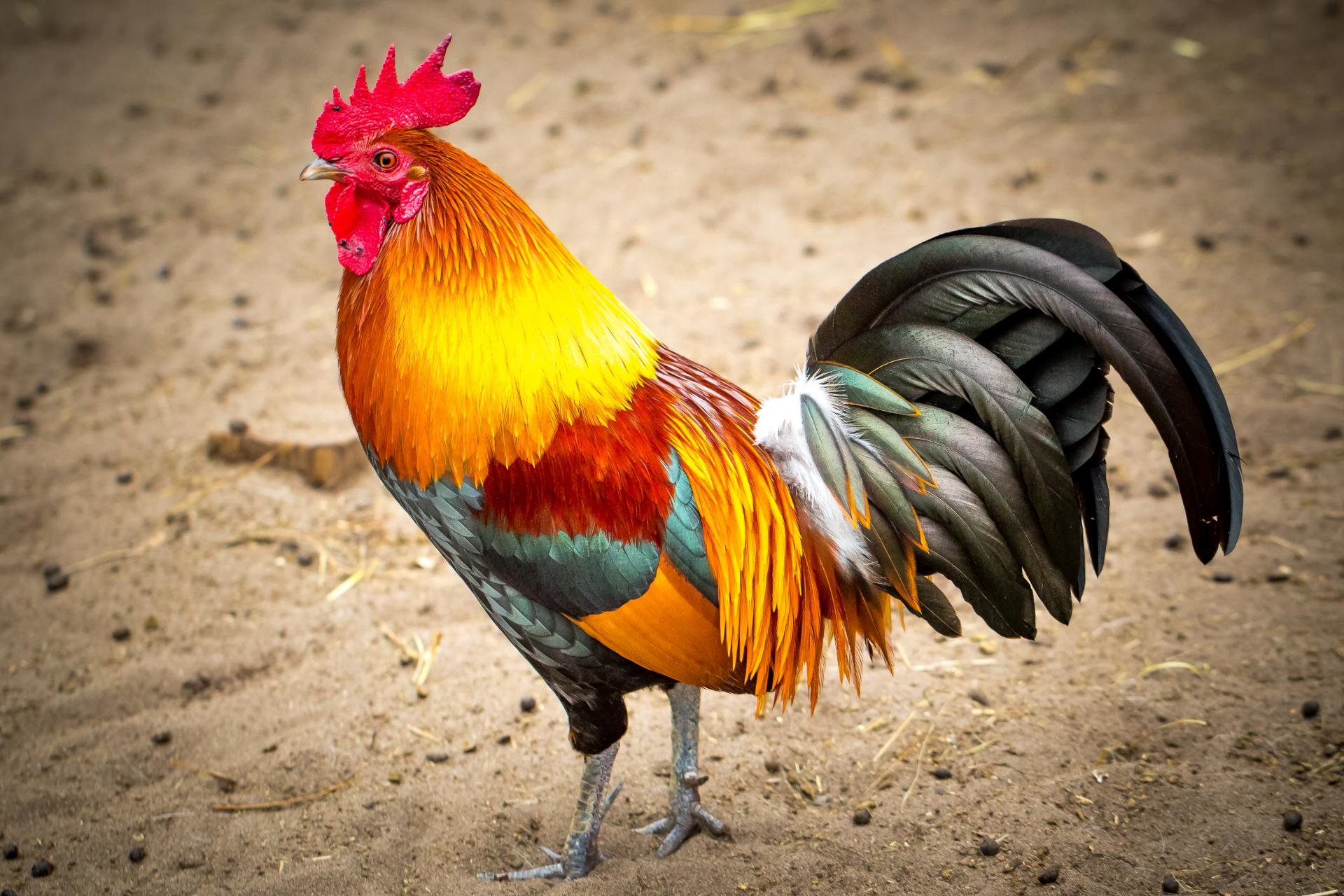 High resolution Rooster hd 1920x1280 background ID:123587 for desktop
