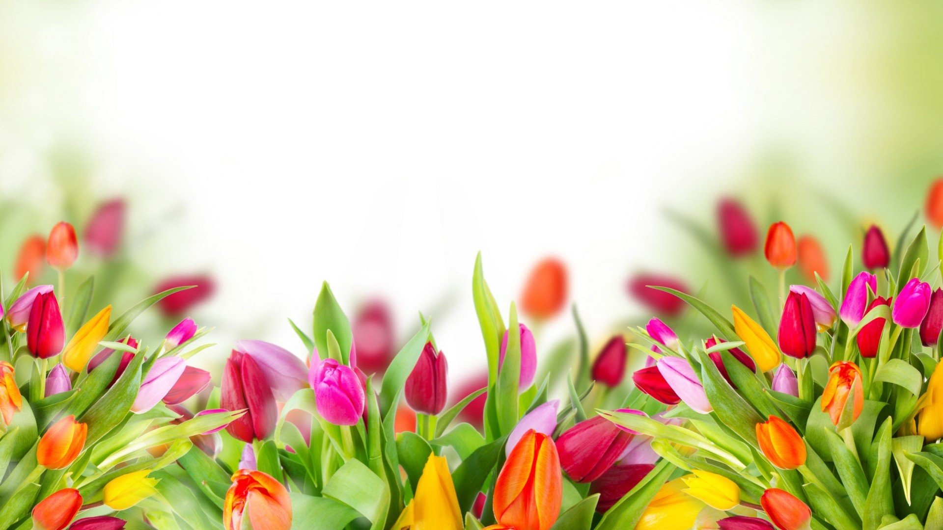 Free download Tulip background ID:157870 1080p for PC