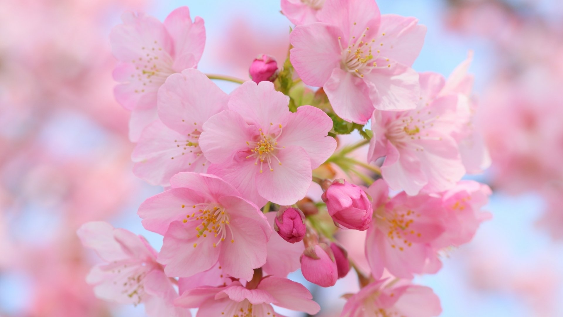 Sakura Tree Cherry Blossom Wallpapers 1920x1080 Full Hd 1080p Desktop Backgrounds