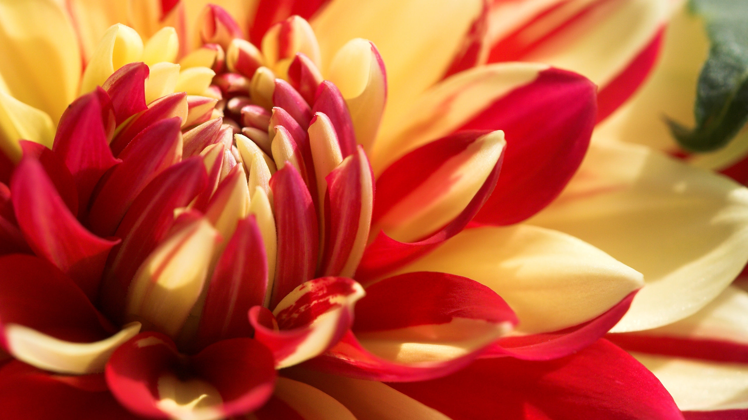 Awesome Dahlia free background ID:174637 for hd 2560x1440 PC