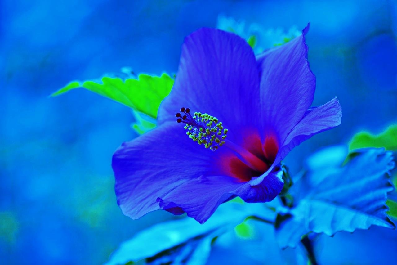 Download hd 1280x854 Hibiscus computer wallpaper ID:24425 for free