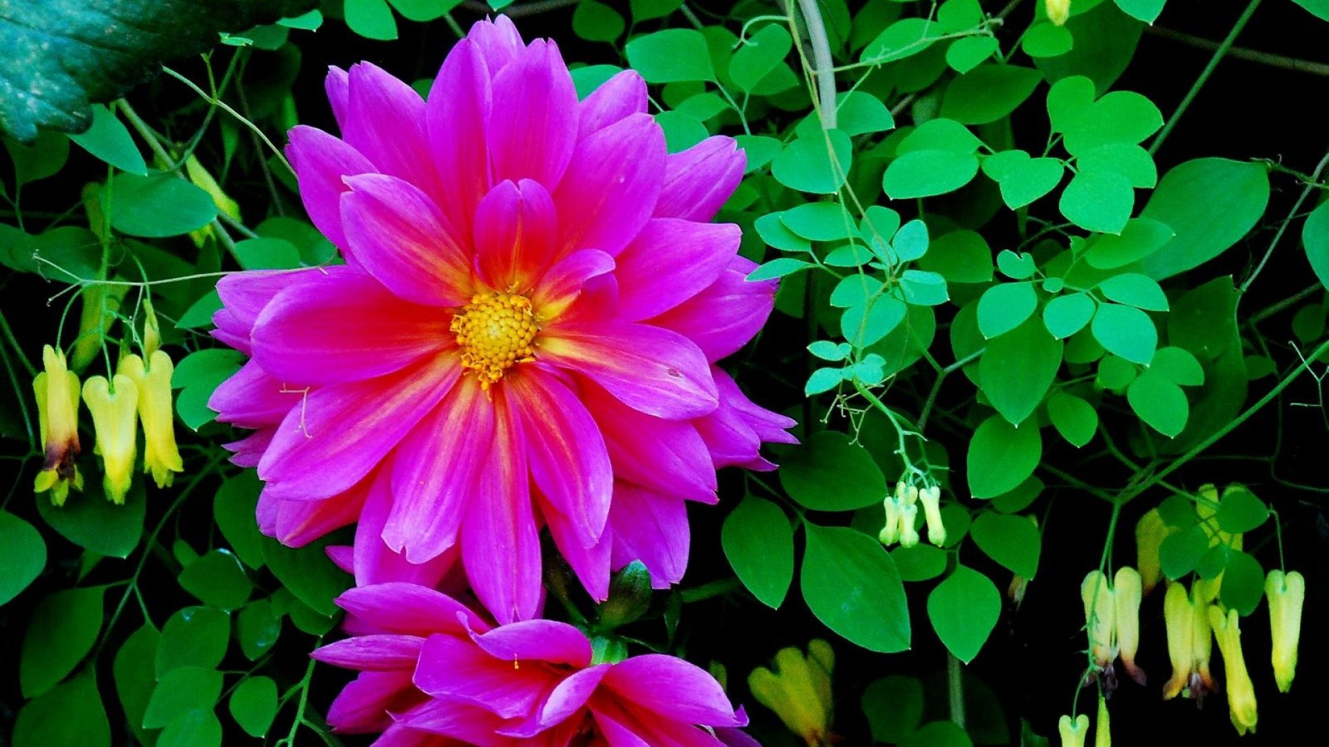 Awesome Dahlia free background ID:174634 for 1080p desktop