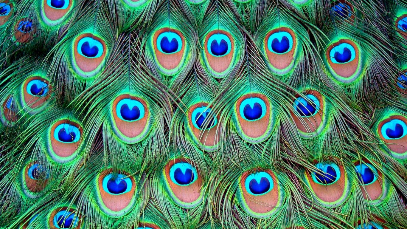 Free download Feather wallpaper ID:460491 1366x768 laptop for computer
