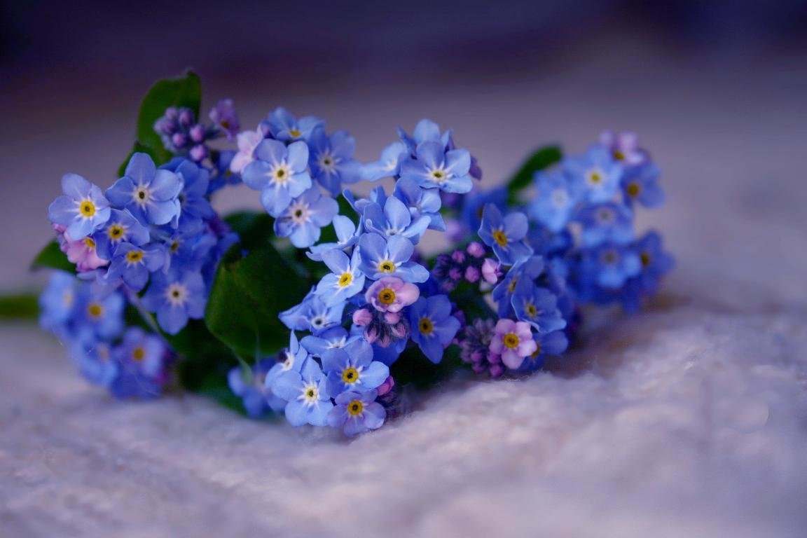Download hd 1152x768 Forget-Me-Not PC background ID:64157 for free
