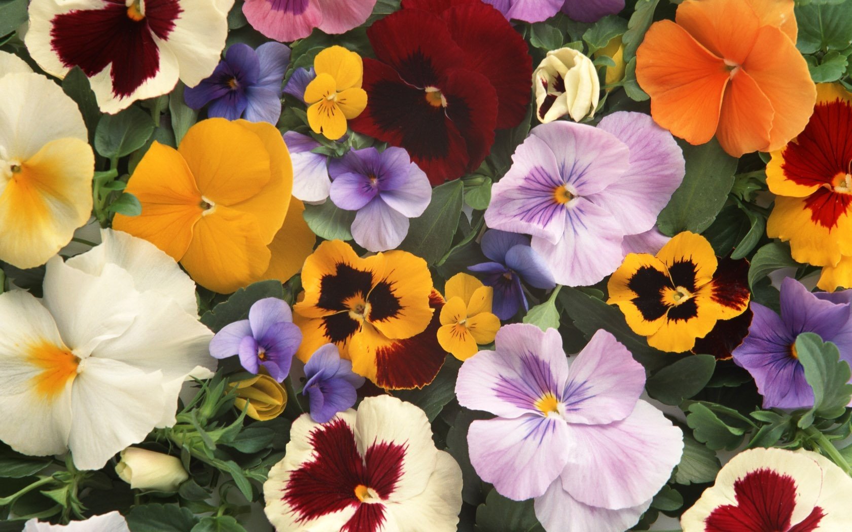 Best Pansy background ID:163682 for High Resolution hd 1680x1050 desktop