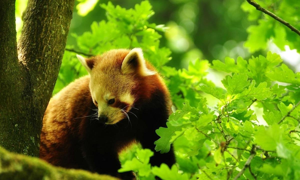 Free download Red Panda wallpaper ID:64105 hd 1200x720 for computer
