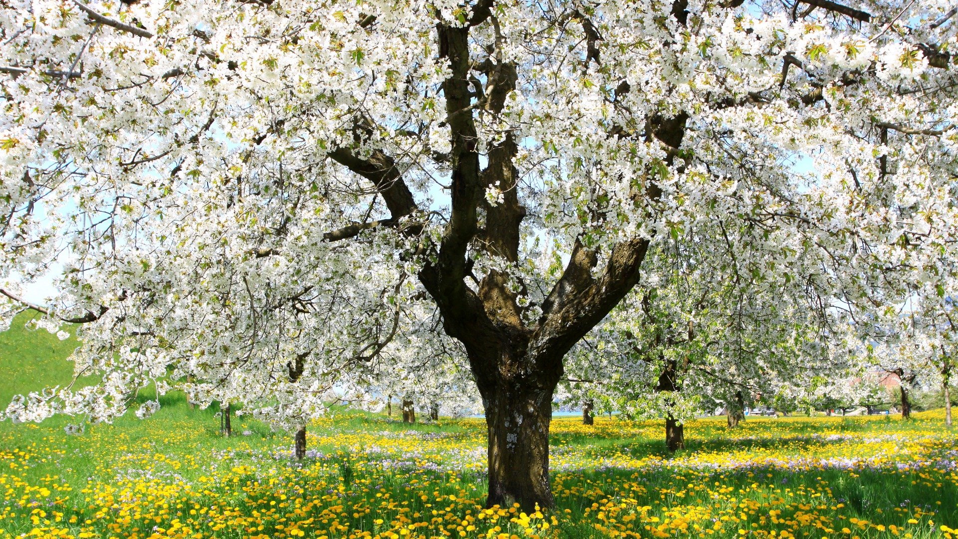 Awesome Spring free background ID:104127 for full hd PC