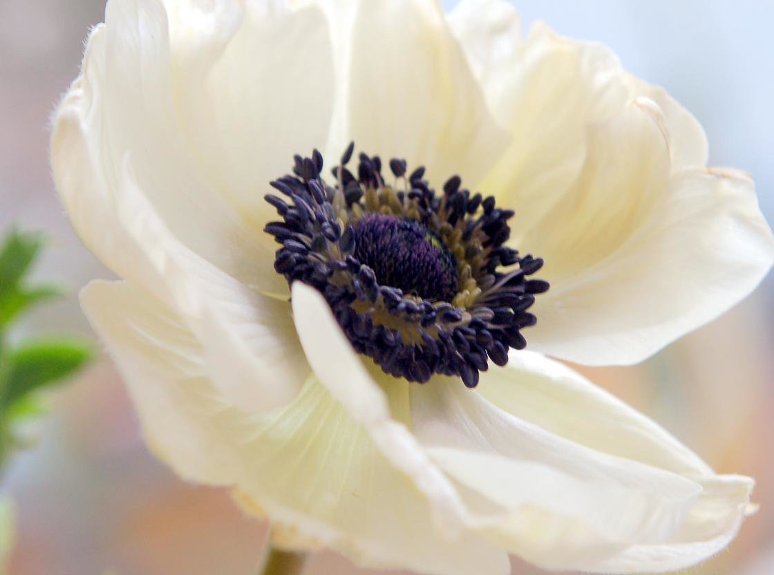 Awesome Anemone free background ID:451635 for hd 1120x832 PC