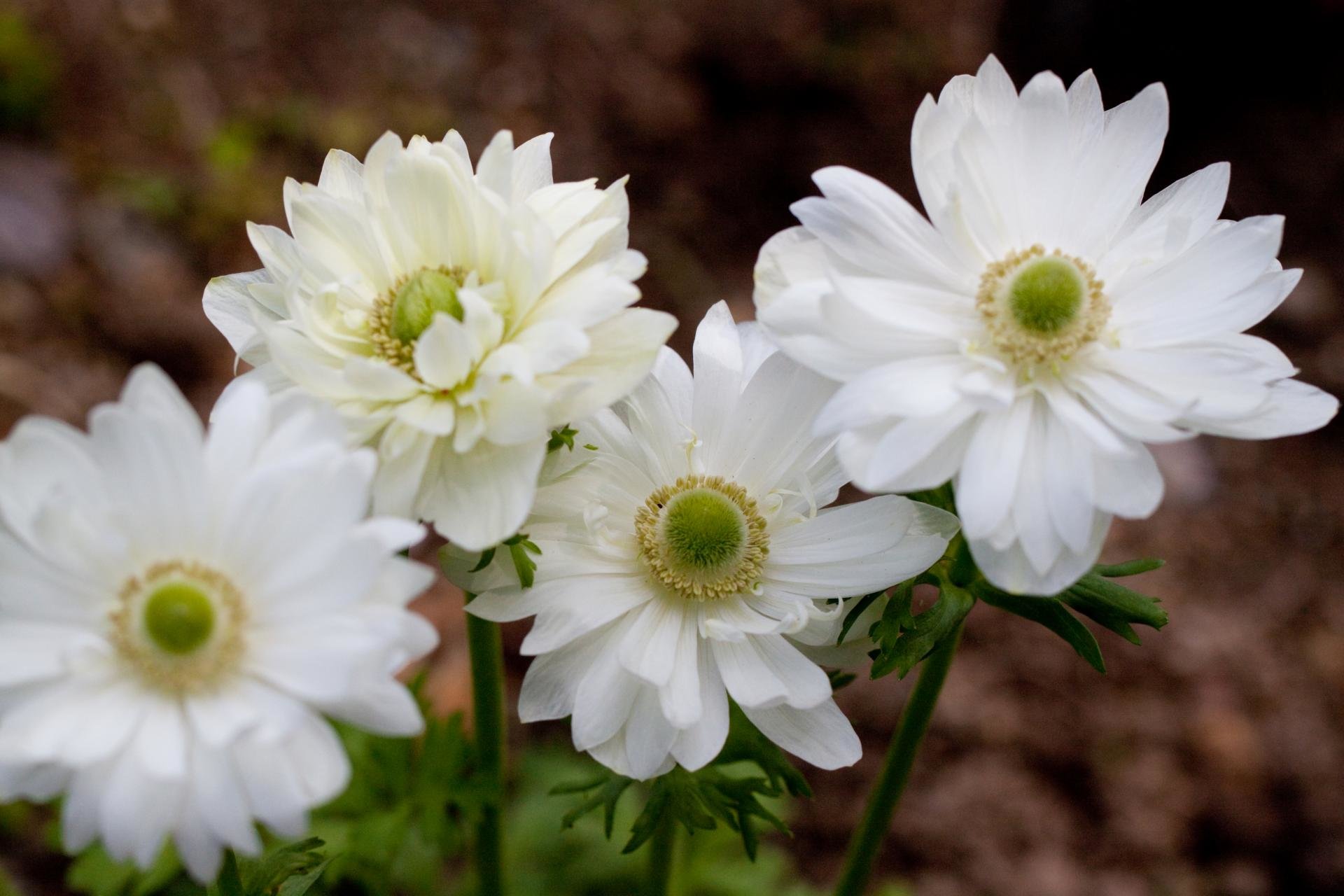 Free Anemone high quality background ID:451634 for hd 1920x1280 desktop