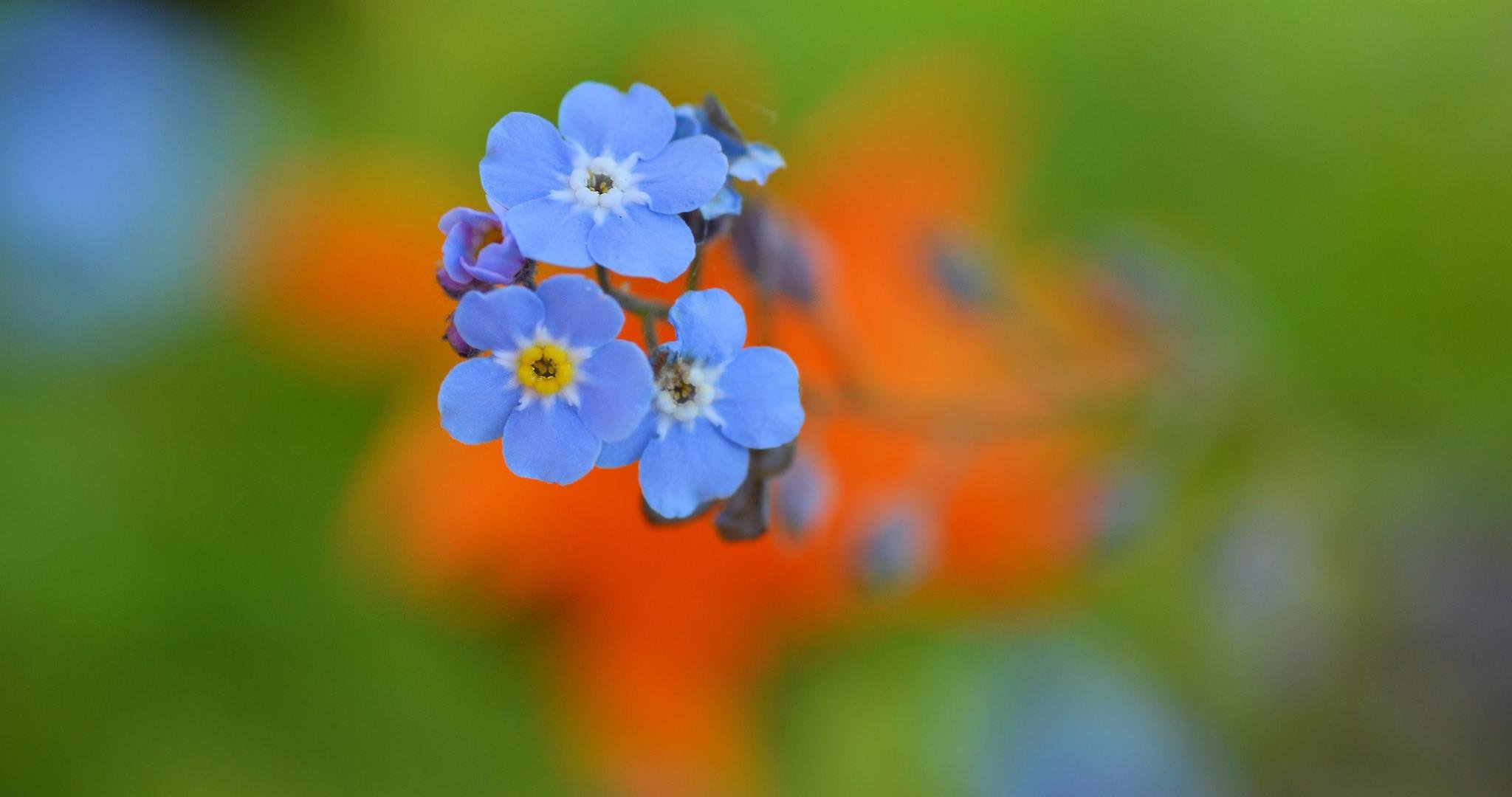 Awesome Blue Flower free background ID:288393 for hd 2048x1080 desktop