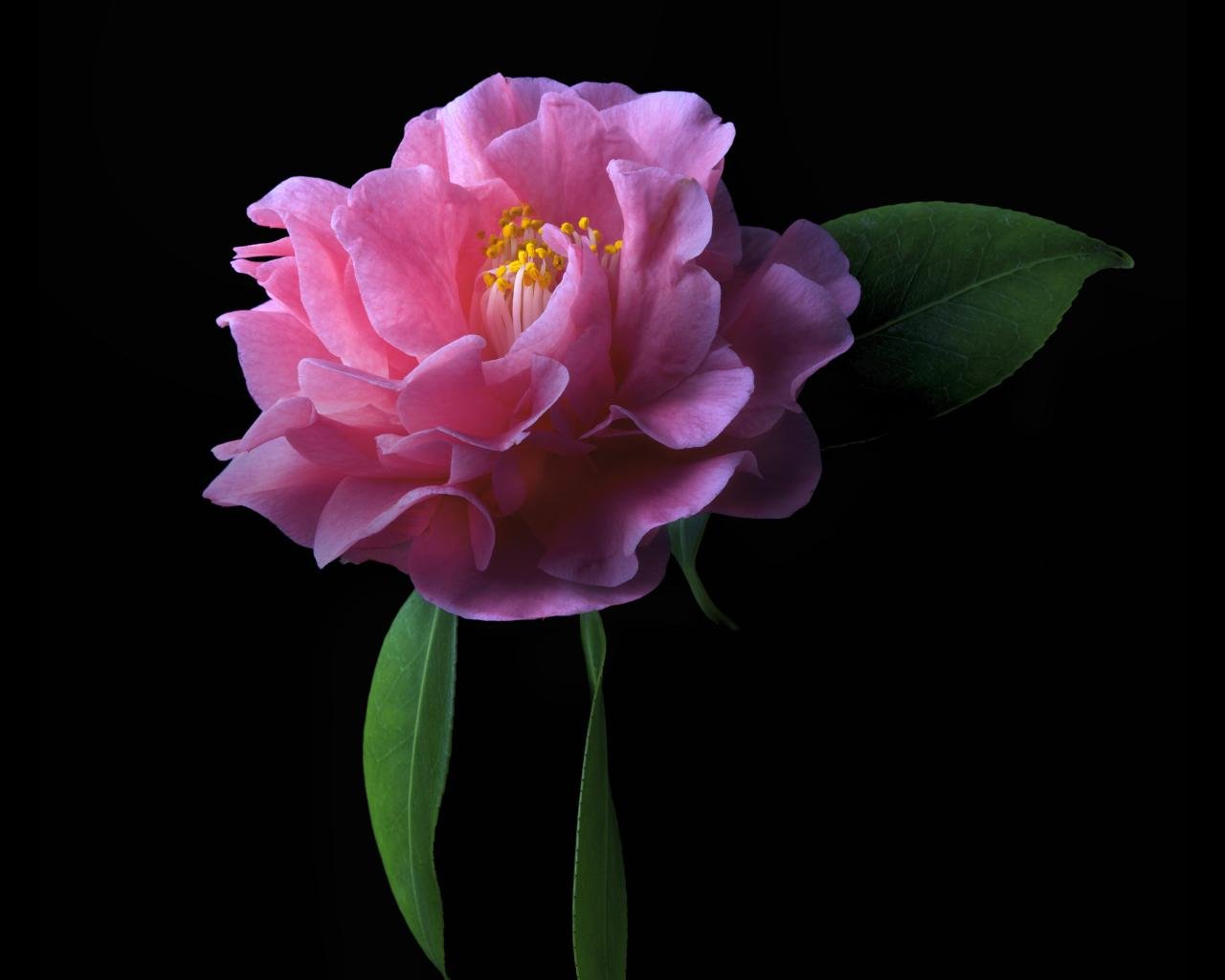 Free Camellia high quality background ID:189476 for hd 1280x1024 computer