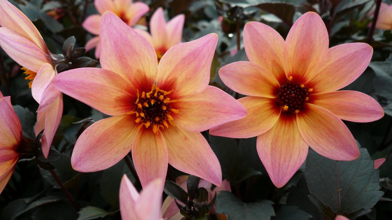 Download hd 1366x768 Dahlia PC background ID:174558 for free