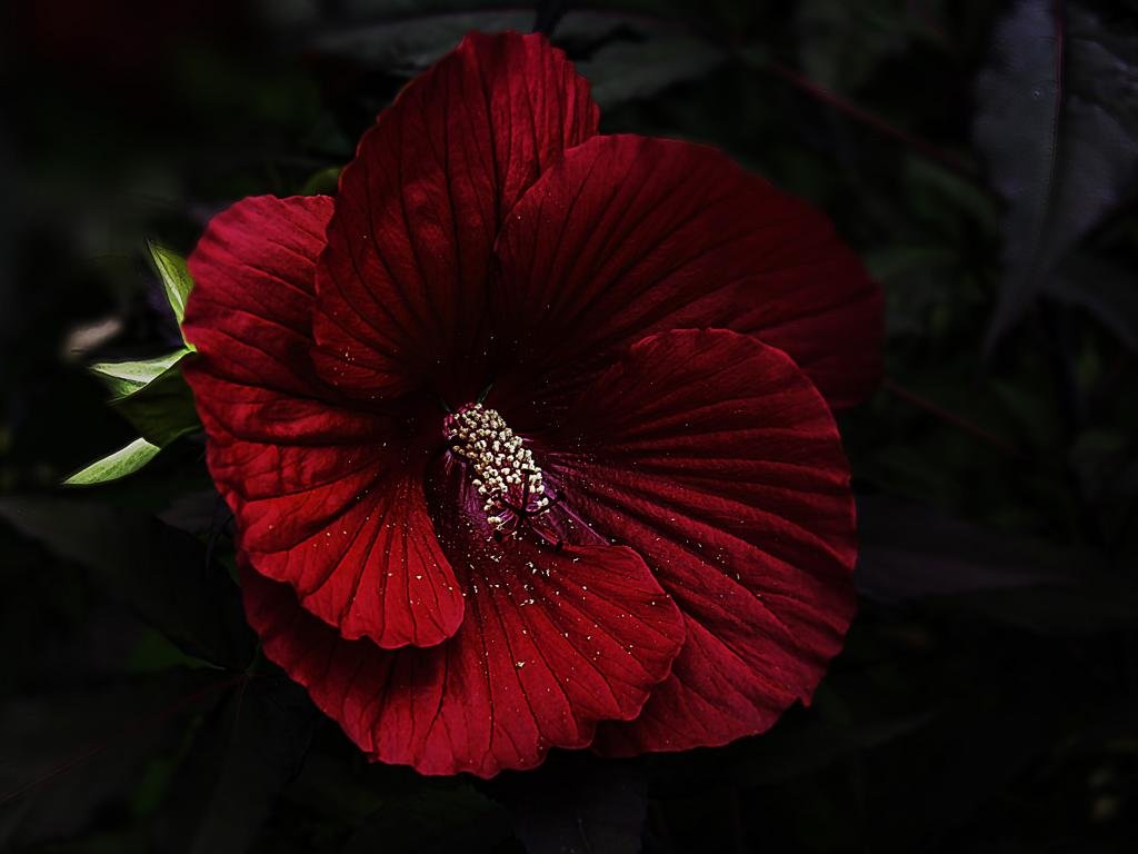 Awesome Hibiscus free background ID:24476 for hd 1024x768 desktop