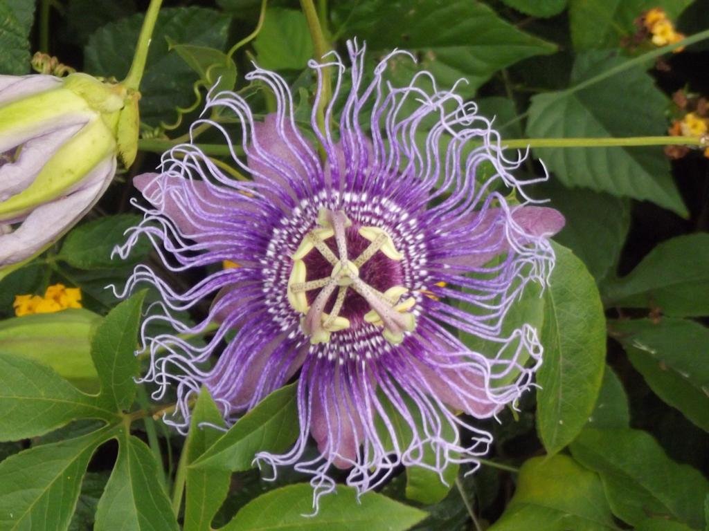 Best Passion Flower background ID:401236 for High Resolution hd 1024x768 computer
