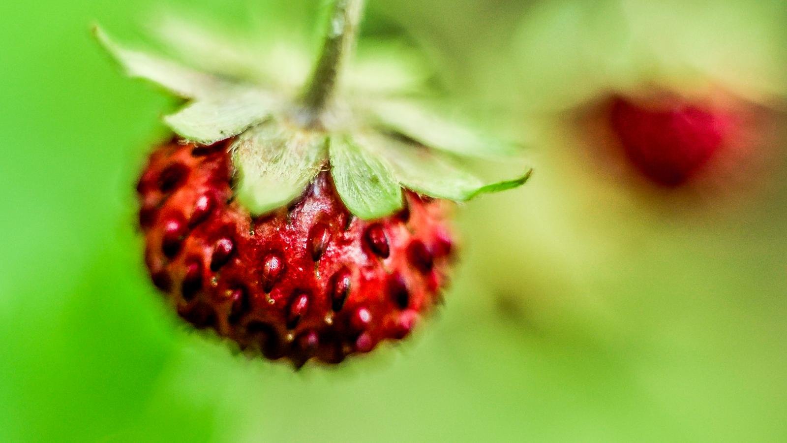 Free Strawberry high quality wallpaper ID:90867 for hd 1600x900 computer