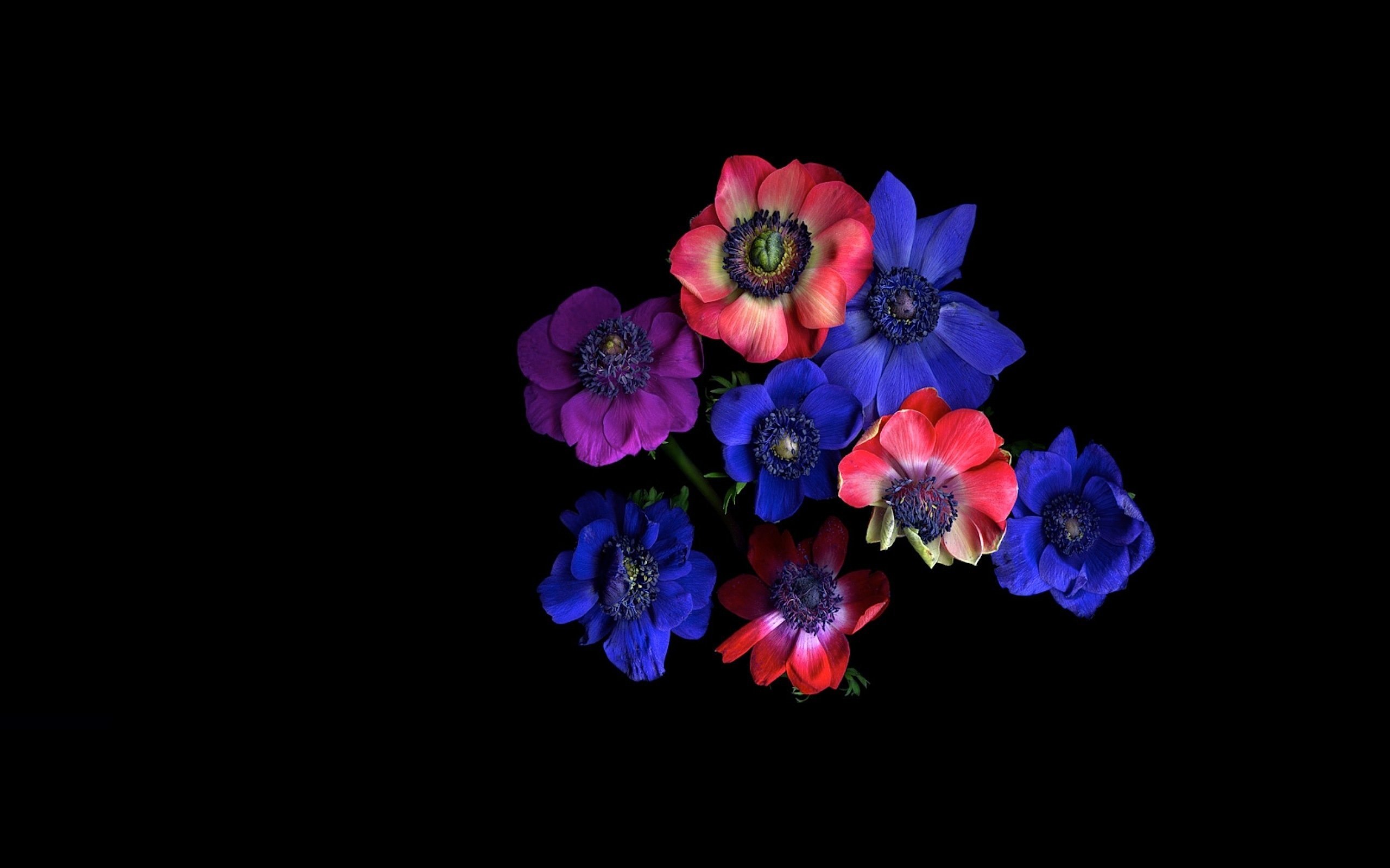Free Anemone high quality wallpaper ID:451661 for hd 2560x1600 computer