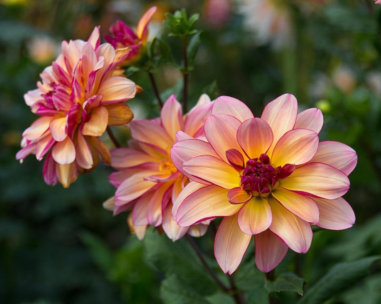Free Dahlia high quality background ID:174628 for hd 1280x1024 computer