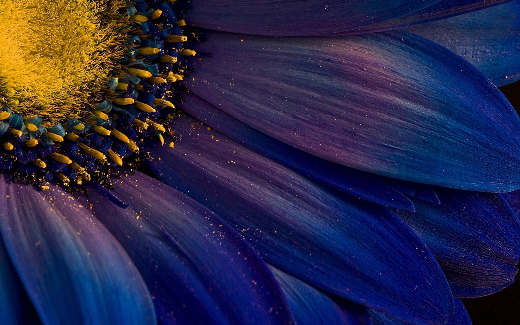 High resolution Daisy hd 1680x1050 wallpaper ID:363155 for PC