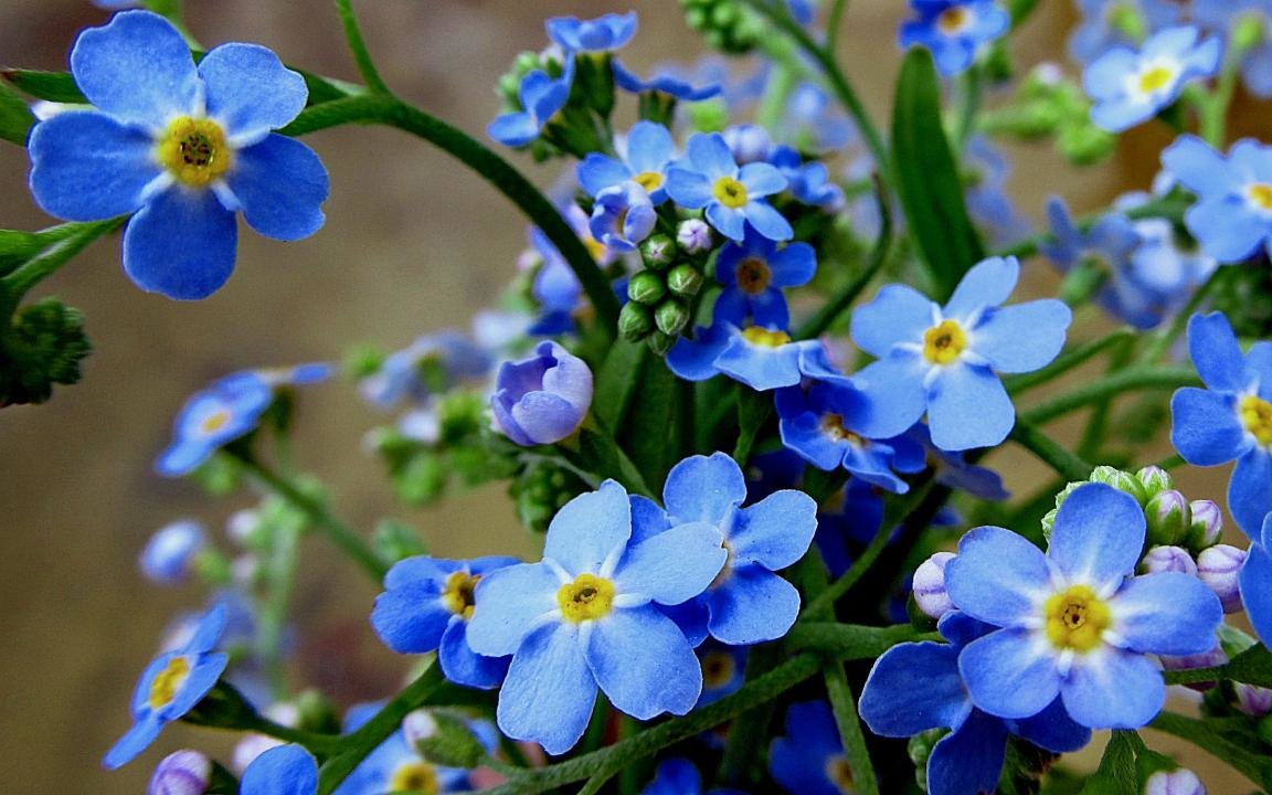 High resolution Forget-Me-Not hd 1152x720 wallpaper ID:64156 for computer