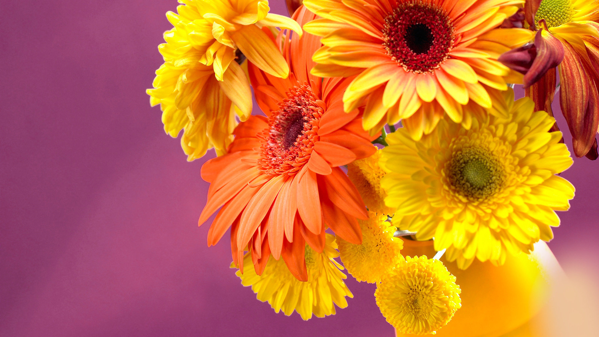Download hd 1080p Gerbera computer background ID:119599 for free