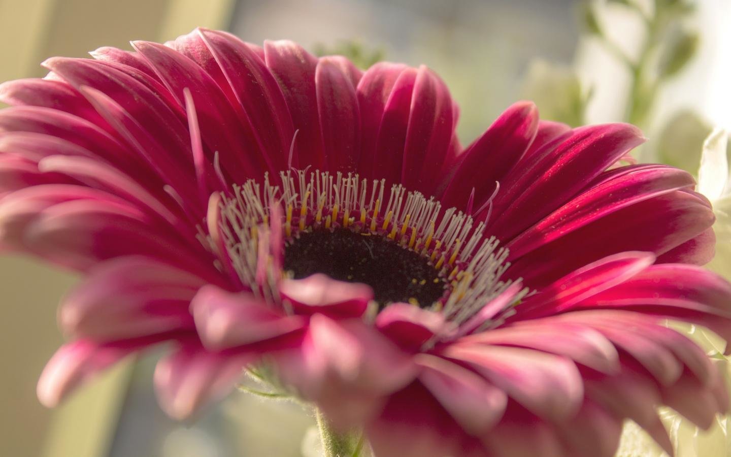 Best Gerbera background ID:119596 for High Resolution hd 1440x900 computer