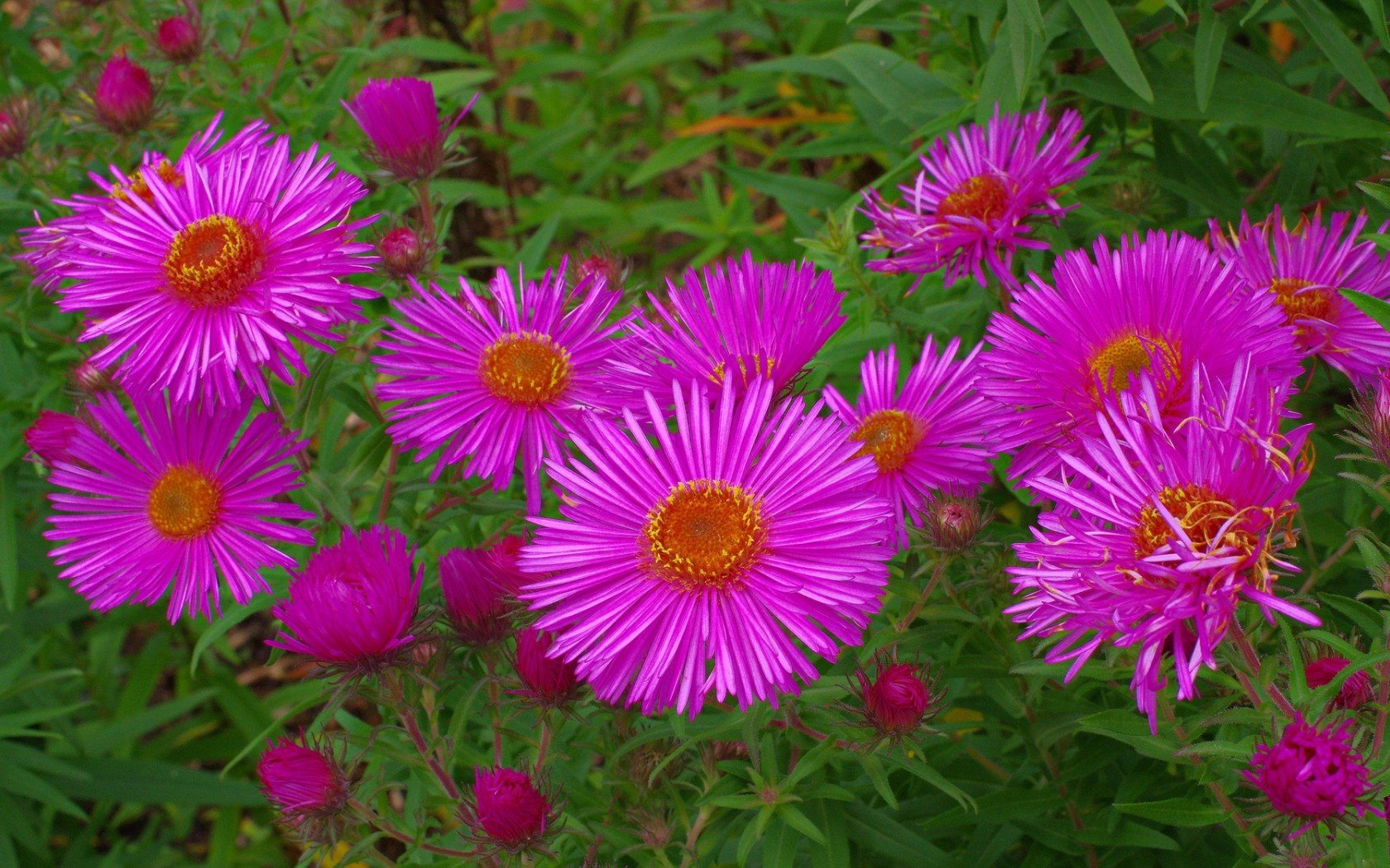 Download hd 1680x1050 Pink Flower computer wallpaper ID:288387 for free