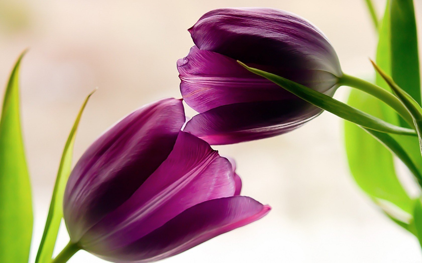 Awesome Tulip free wallpaper ID:157586 for hd 1680x1050 desktop