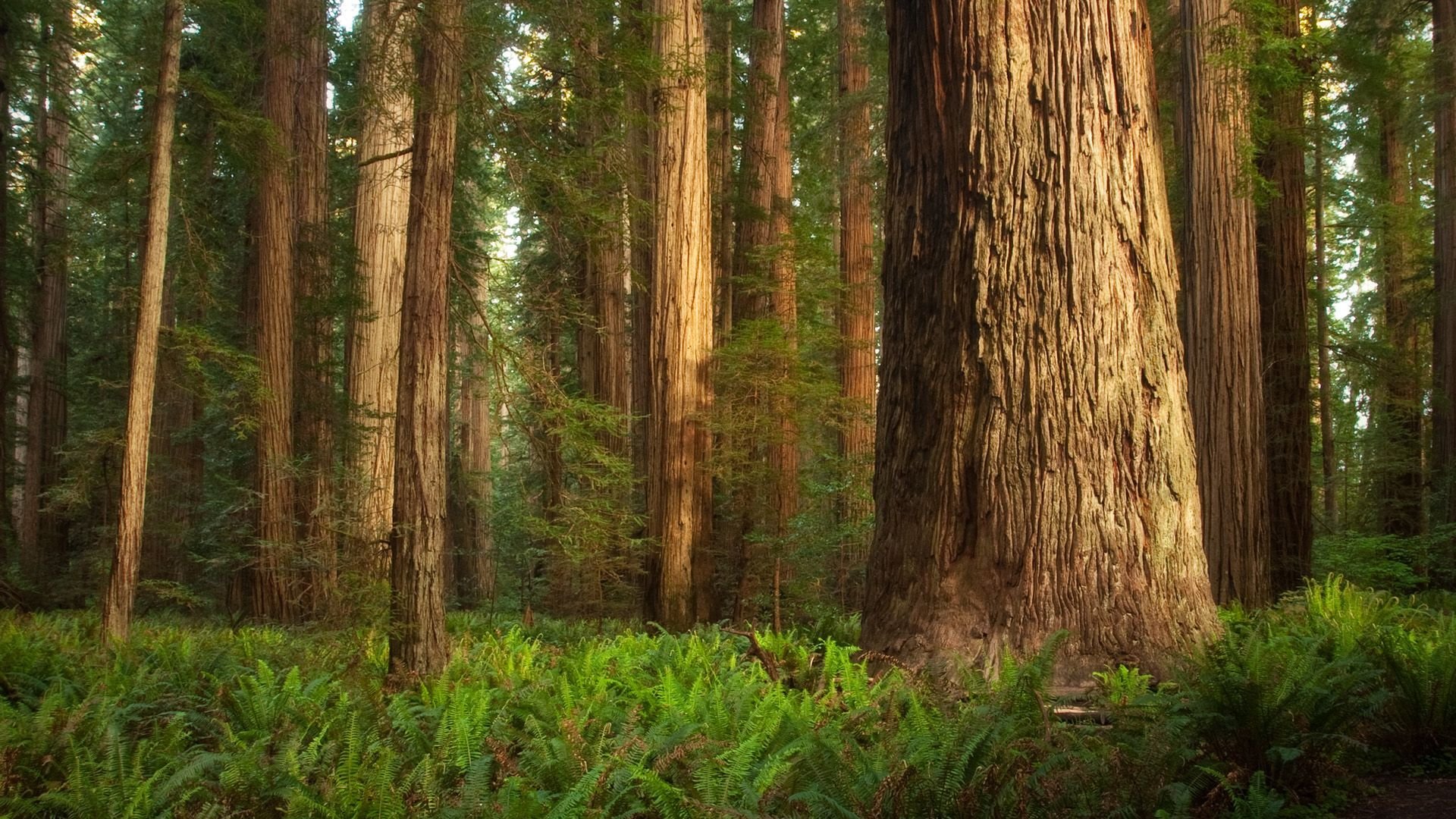 Free Redwood high quality background ID:348731 for full hd PC