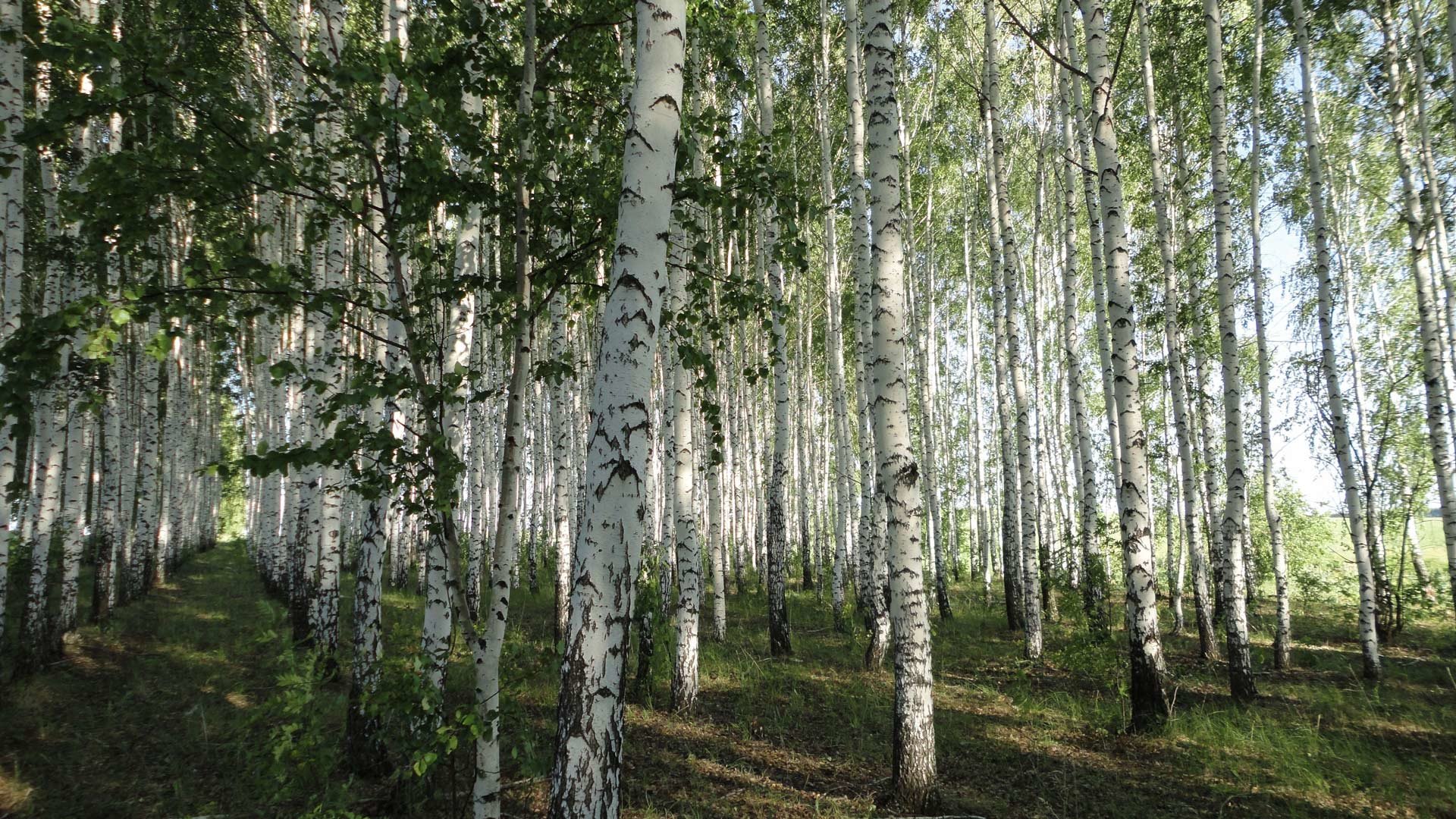 Best Birch background ID:105010 for High Resolution full hd 1920x1080 computer