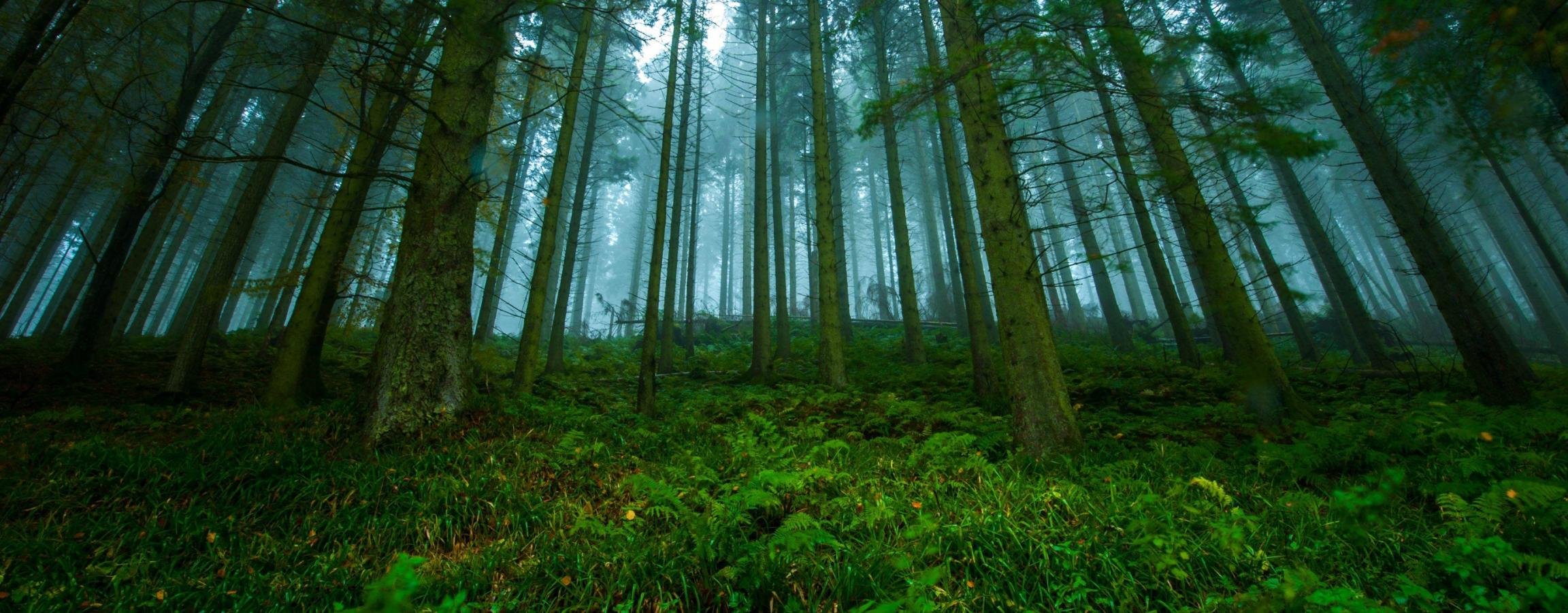Dual monitor Forest wallpapers, HD backgrounds