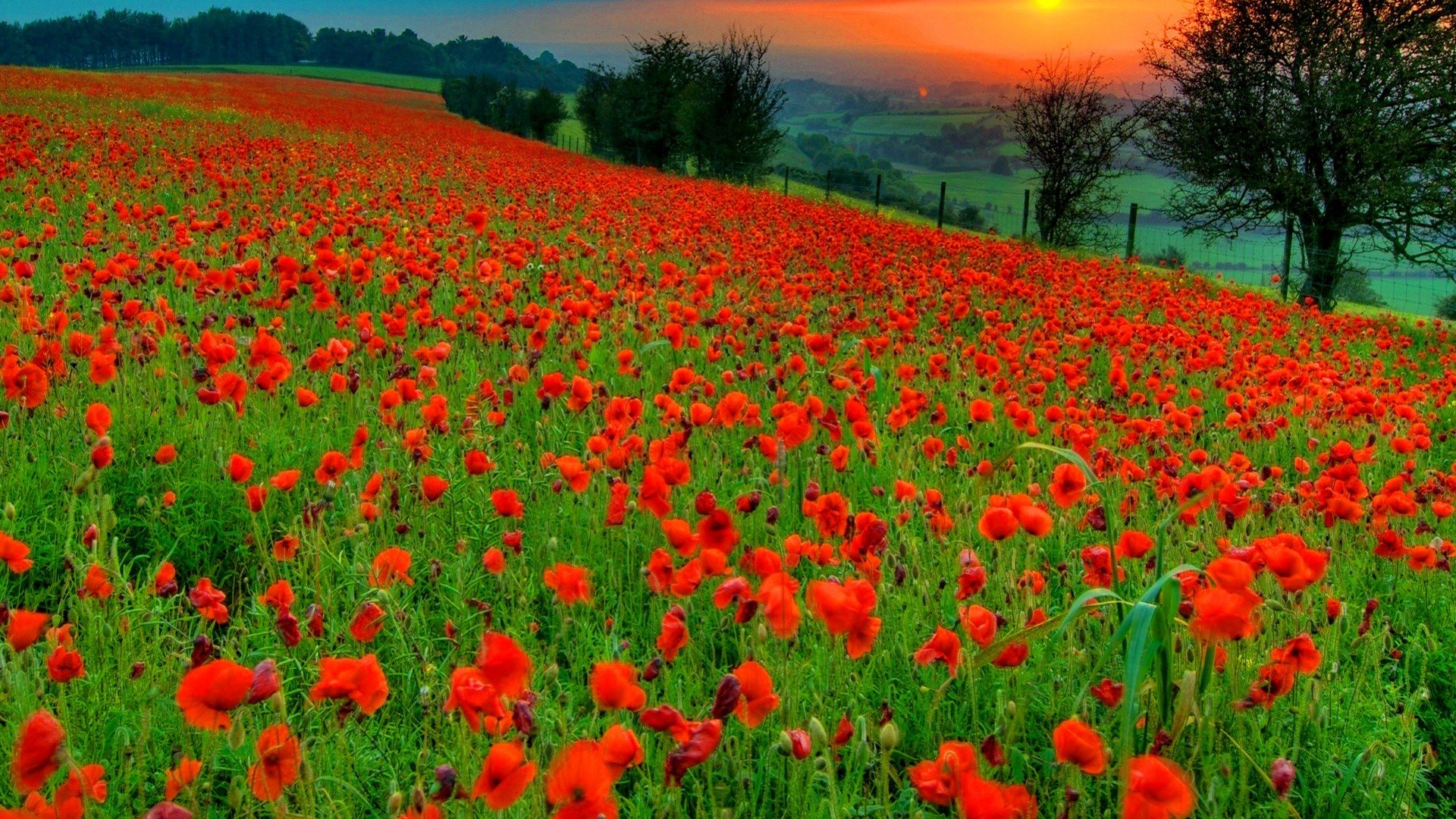 Best Poppy background ID:99684 for High Resolution full hd 1920x1080 PC
