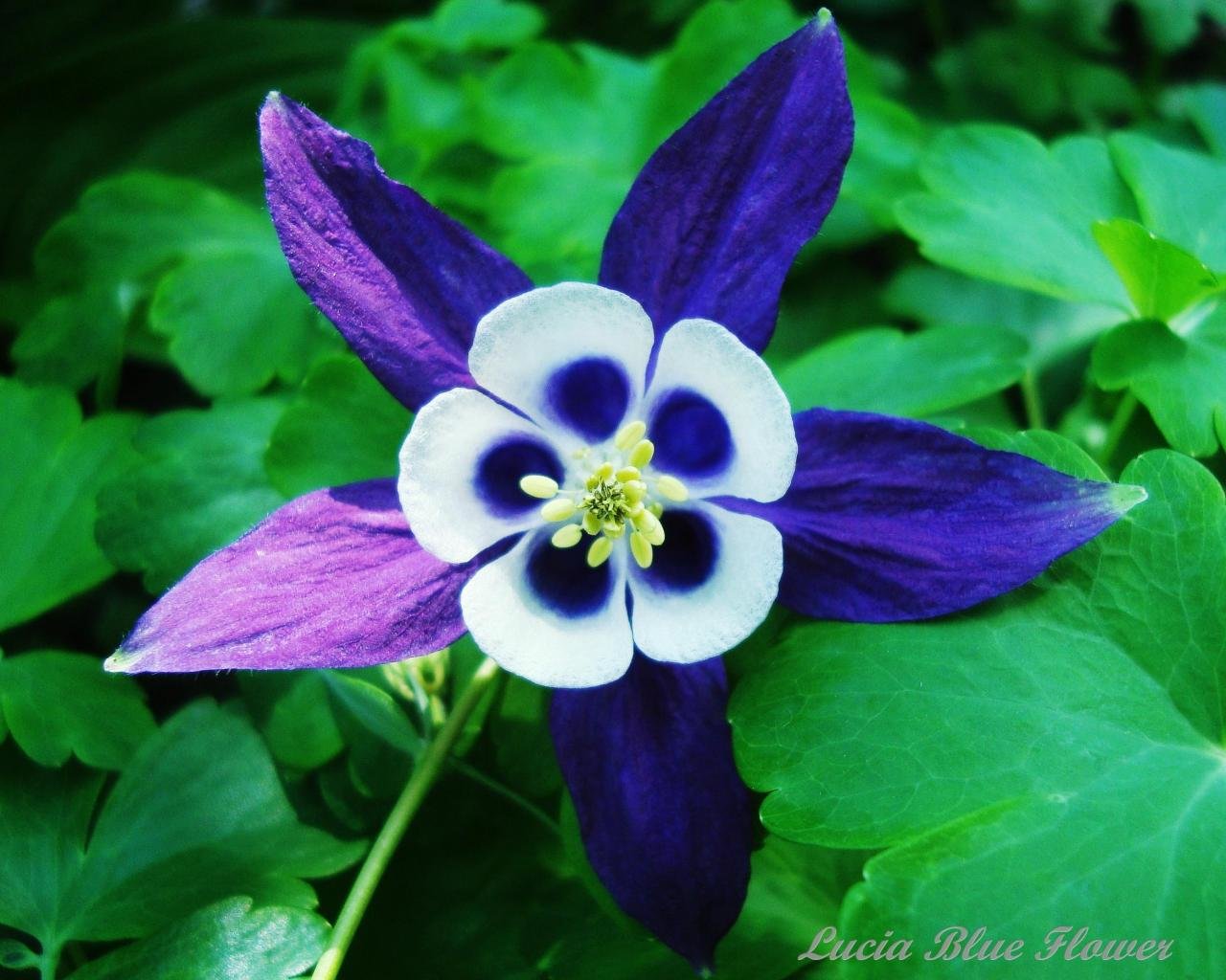 Best Blue Flower background ID:289786 for High Resolution hd 1280x1024 desktop
