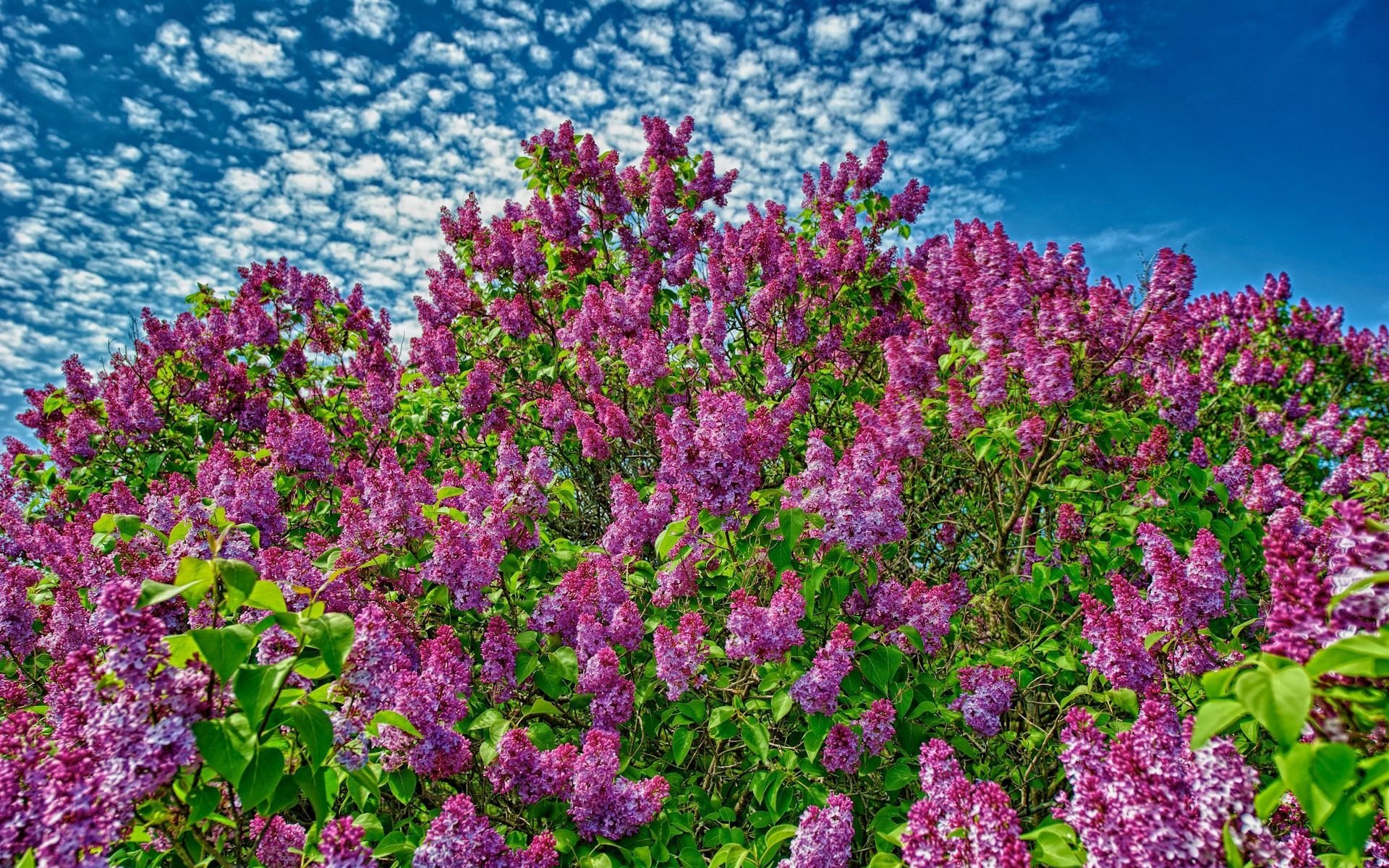 Free Lilac high quality background ID:276203 for hd 1920x1200 desktop