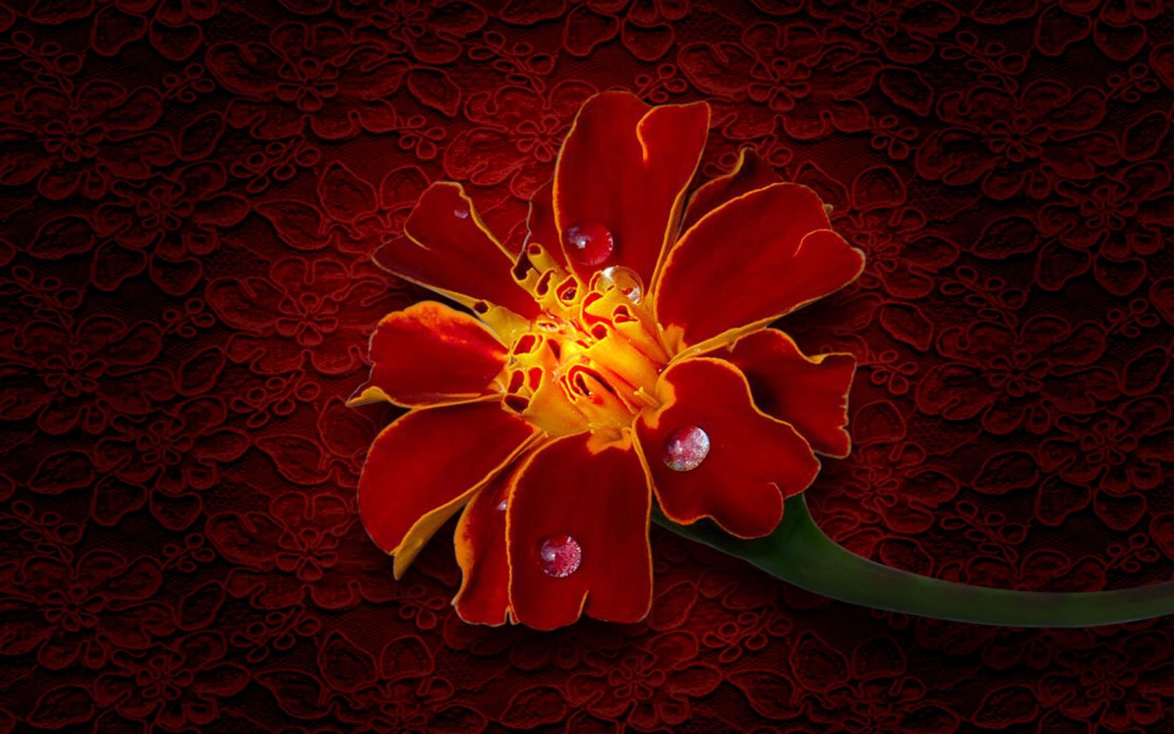Awesome Red Flower free wallpaper ID:286362 for hd 1680x1050 computer