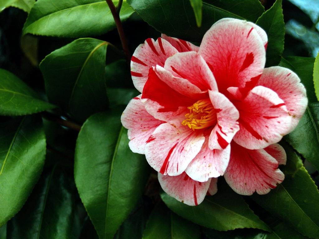 High resolution Camellia hd 1024x768 background ID:189489 for computer