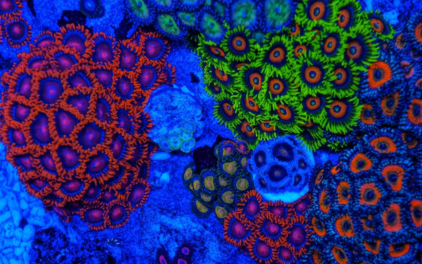 Best Coral reef background ID:47381 for High Resolution hd 1680x1050 desktop