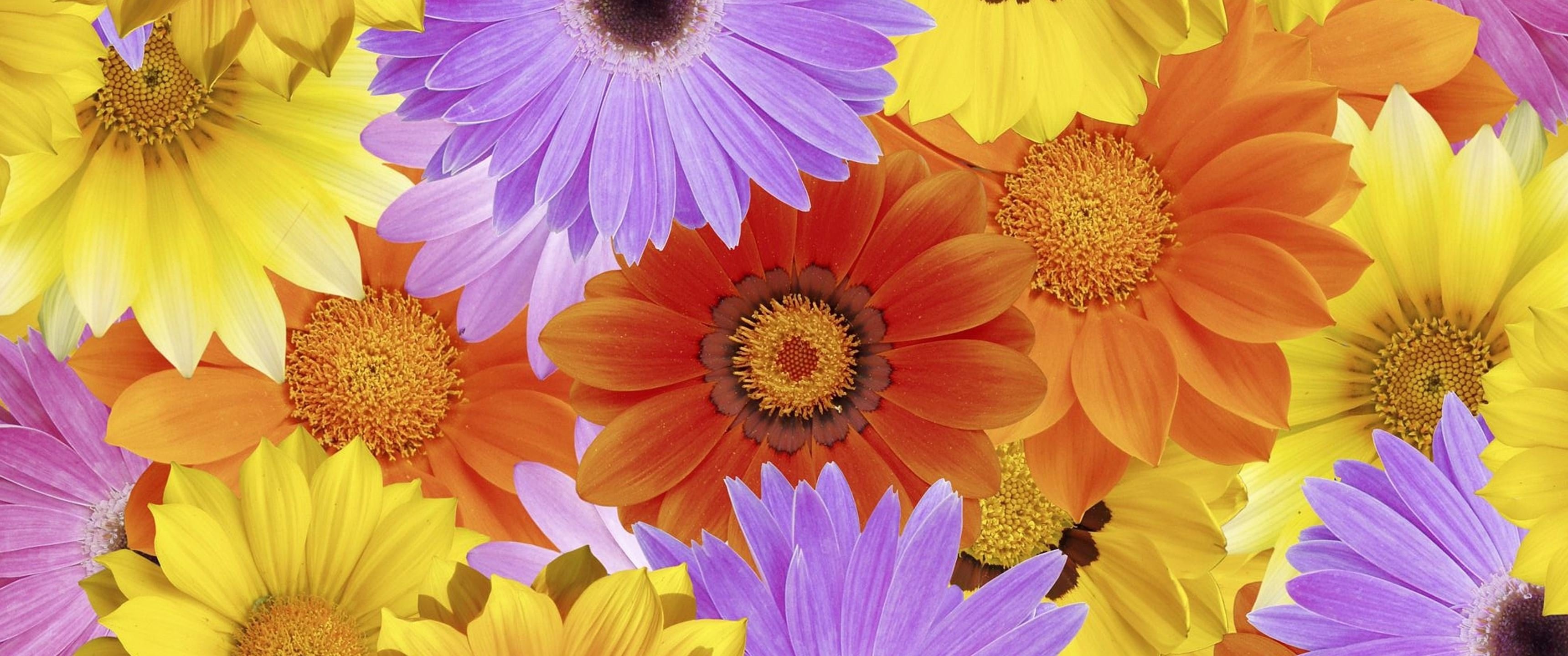 Free Daisy high quality wallpaper ID:363369 for hd 3440x1440 PC