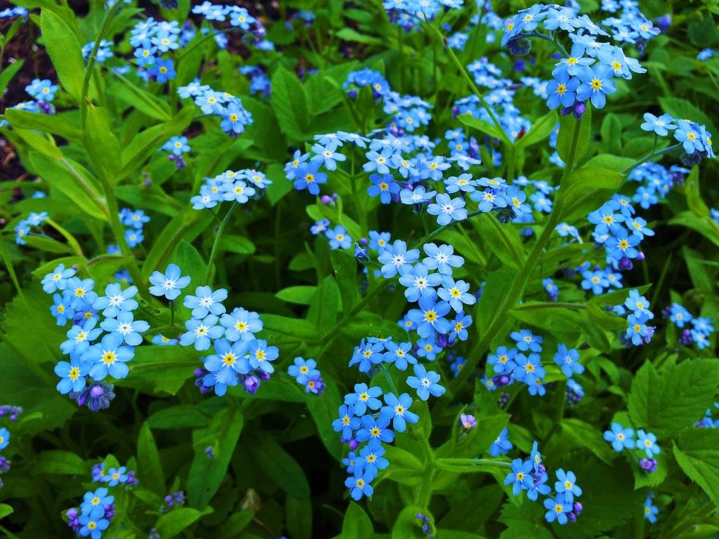High resolution Forget-Me-Not hd 1024x768 background ID:64154 for PC