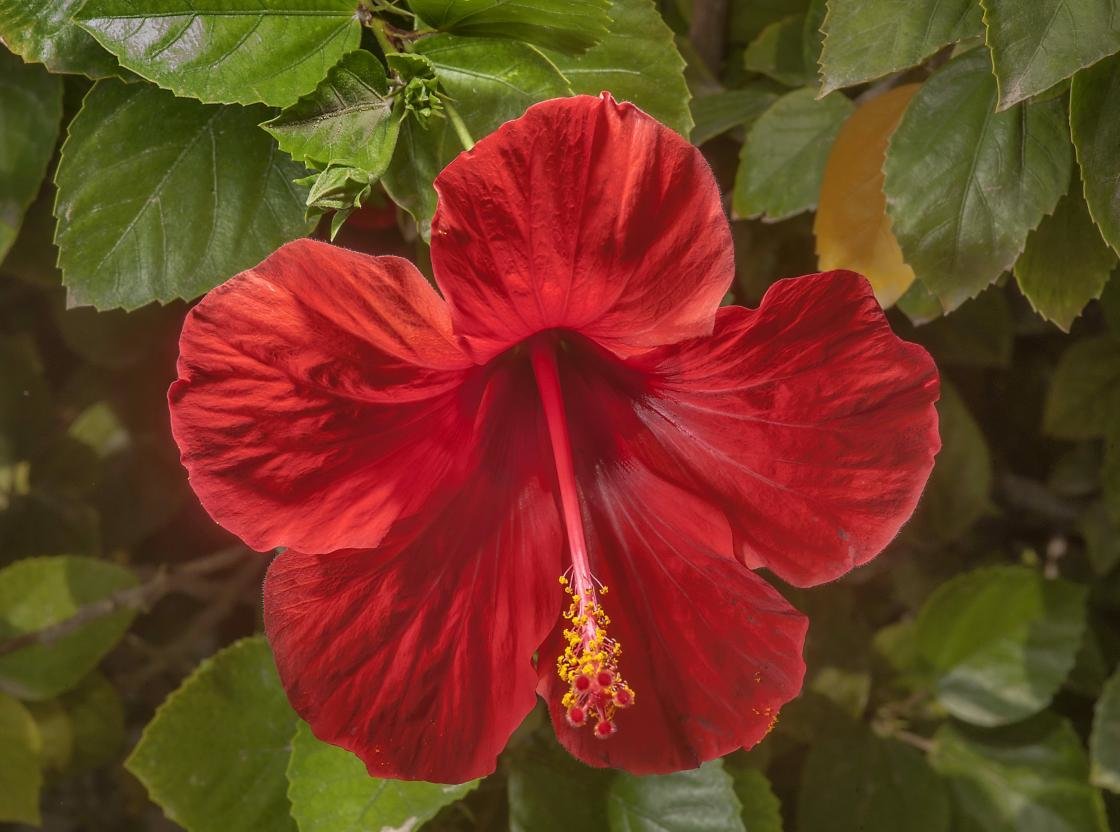 Awesome Hibiscus free wallpaper ID:24475 for hd 1120x832 computer