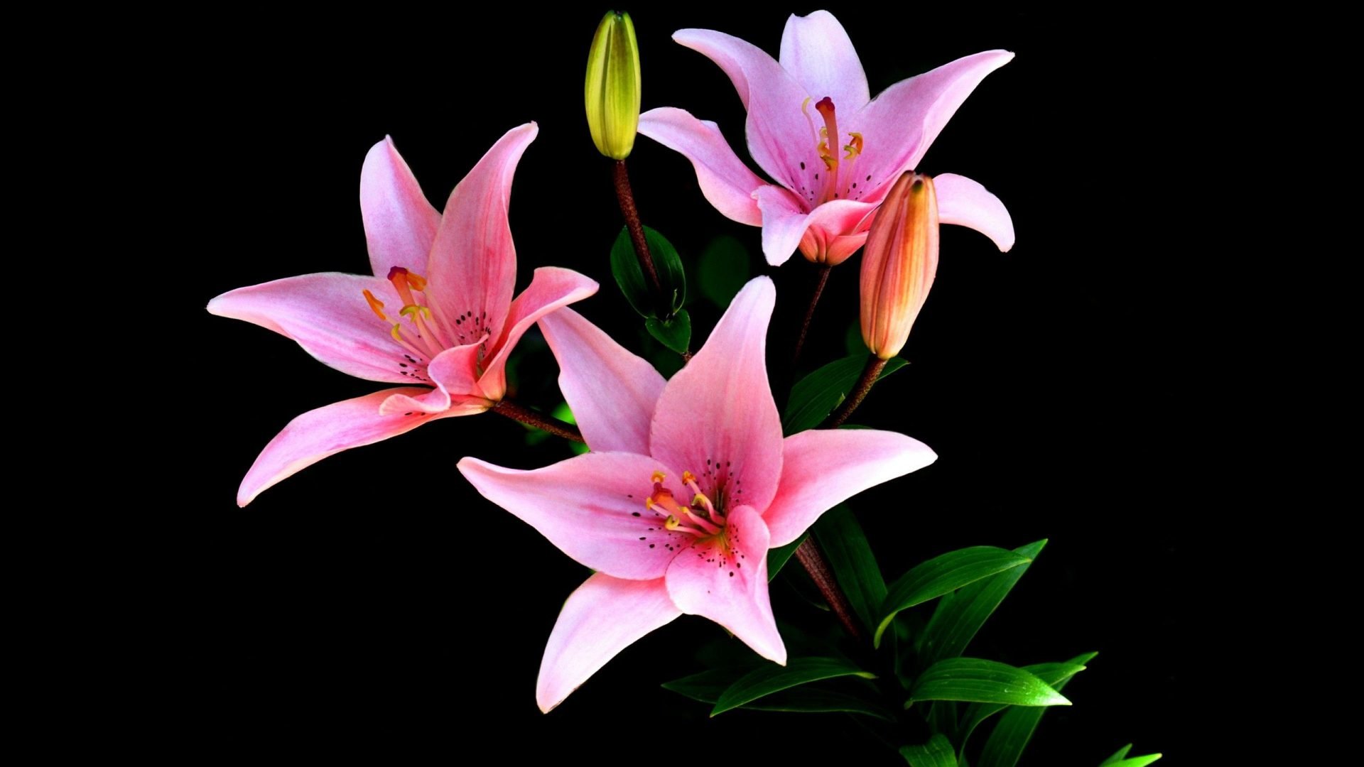 Best Lily wallpaper ID:132024 for High Resolution hd 1920x1080 computer