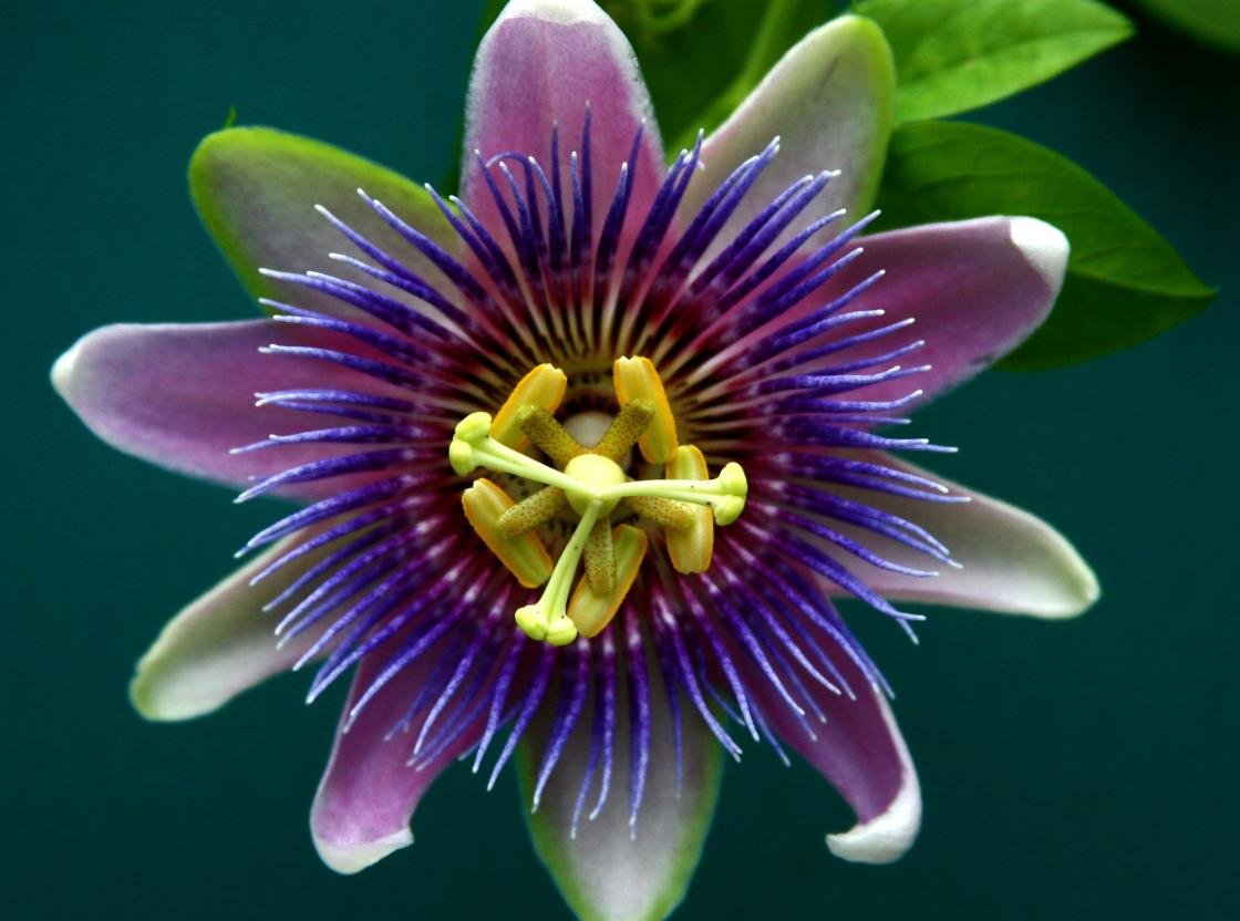 Free Passion Flower high quality wallpaper ID:401240 for hd 1120x832 desktop