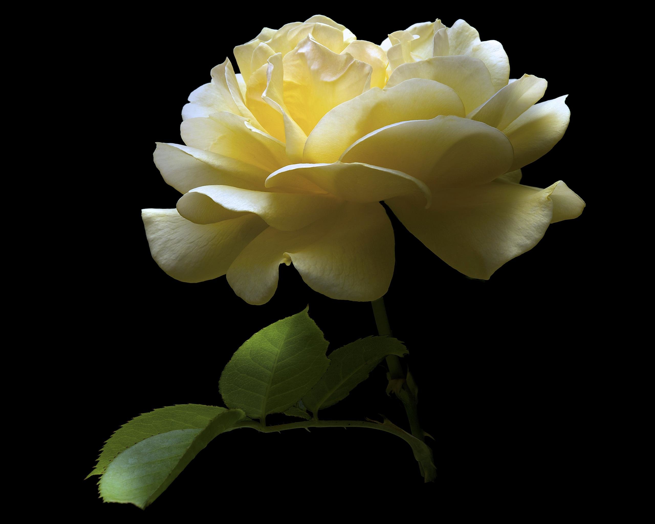 Free Rose high quality background ID:472644 for hd 2560x2048 computer