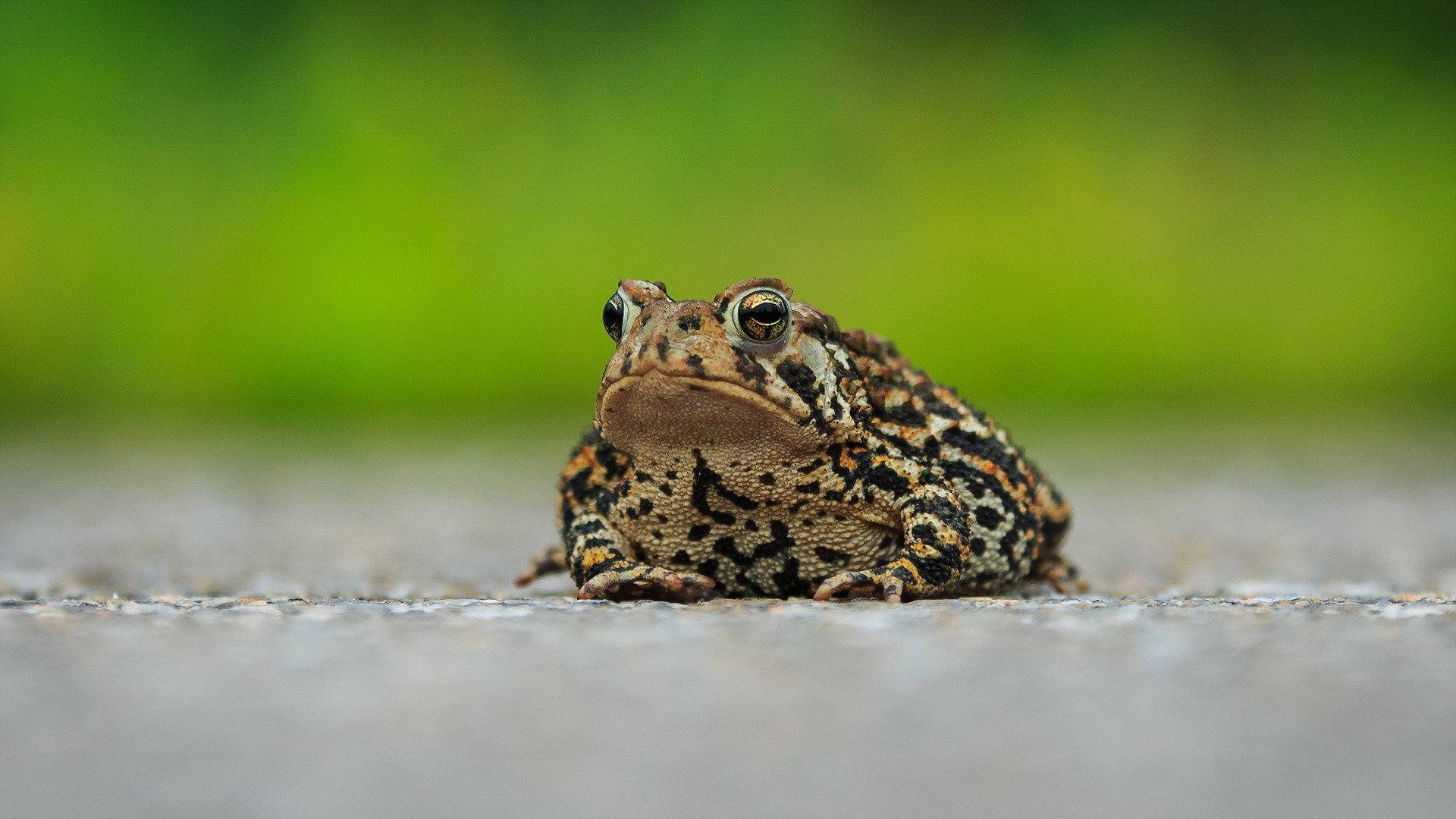 Awesome Toad free background ID:58469 for full hd 1080p desktop