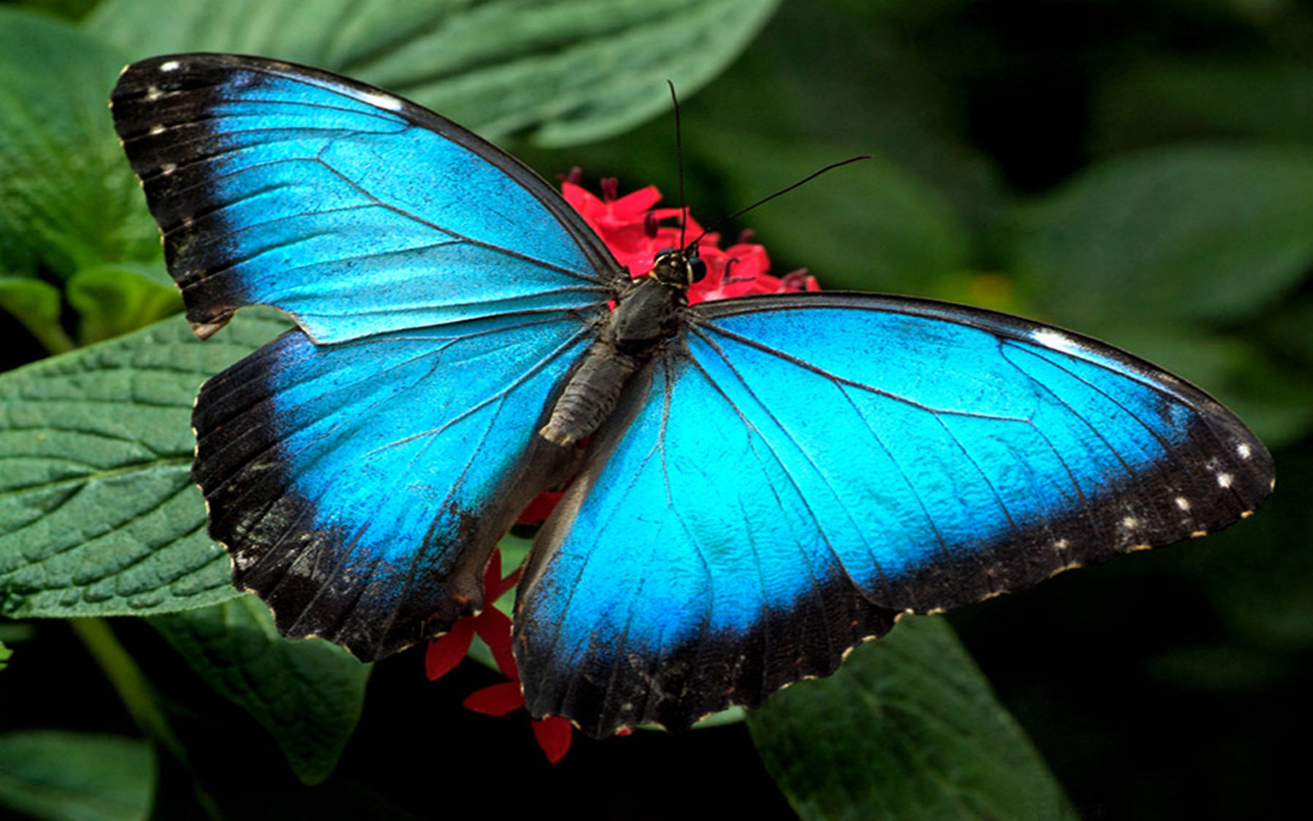 Awesome Butterfly free background ID:168521 for hd 2560x1600 PC