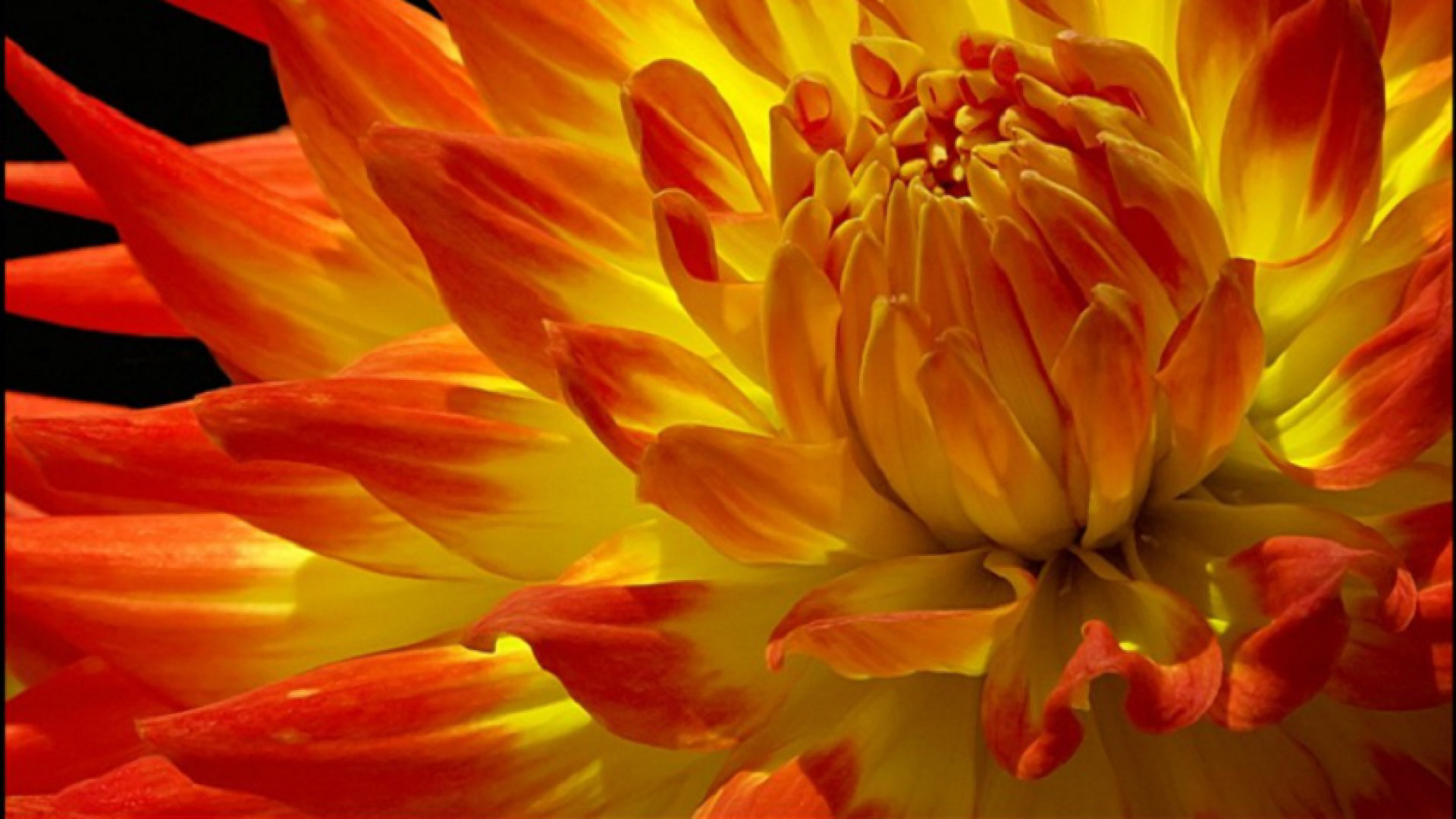 Best Dahlia background ID:174620 for High Resolution hd 1080p computer