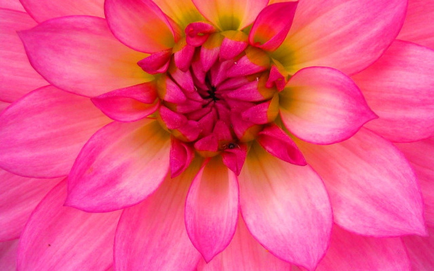 Free download Dahlia wallpaper ID:174621 hd 1440x900 for computer