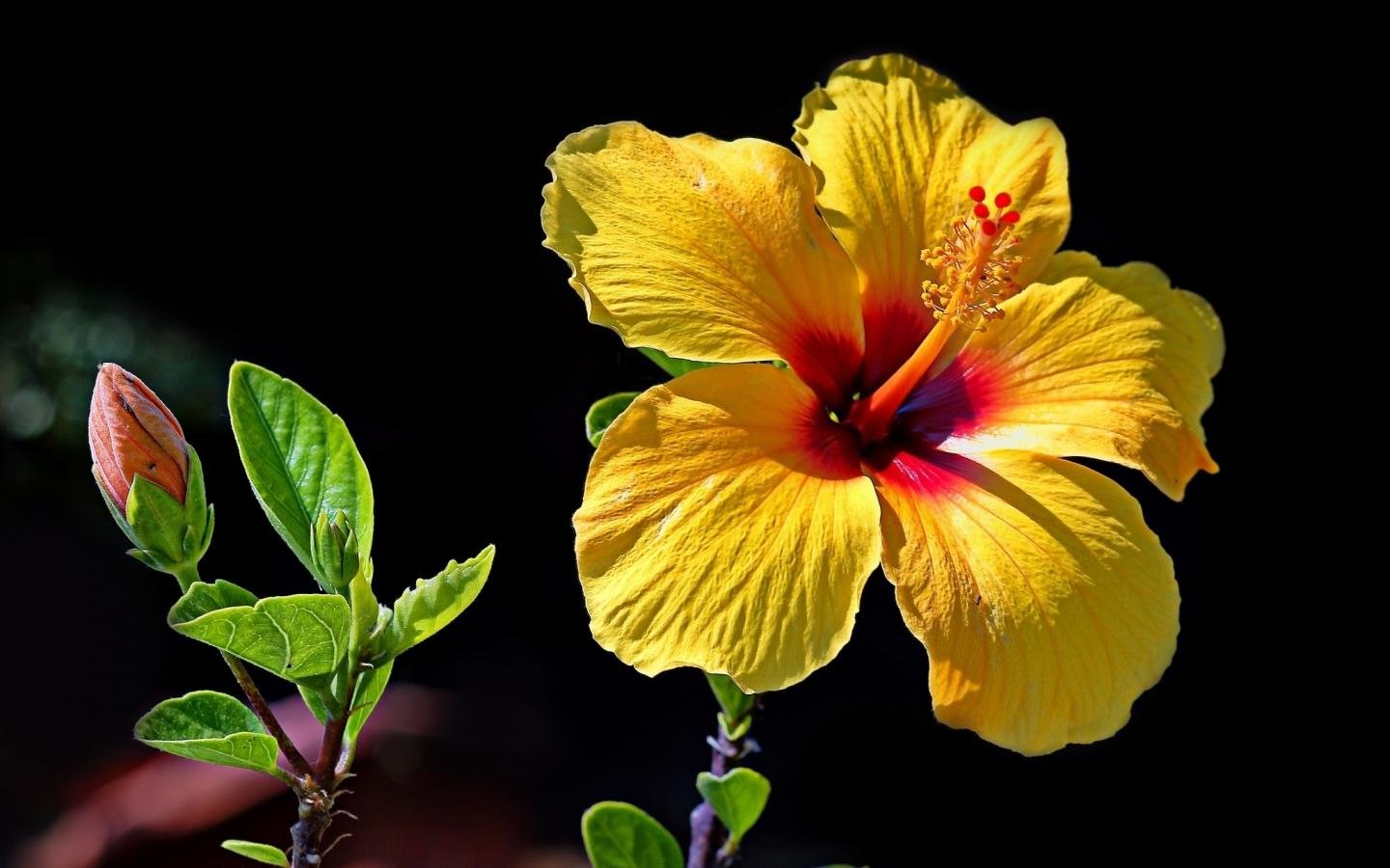 Free download Hibiscus wallpaper ID:24439 hd 1440x900 for computer